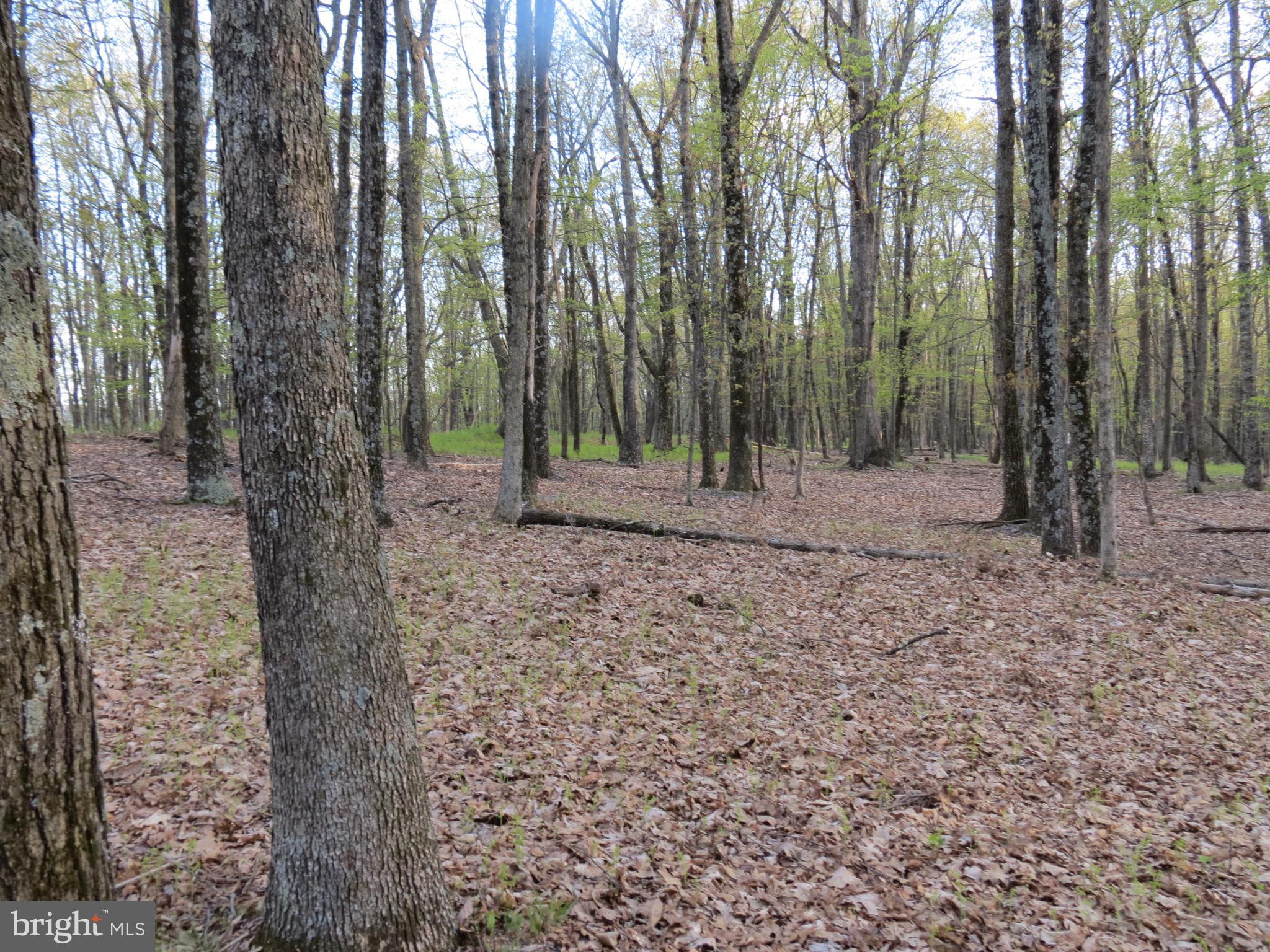 SPRING MOUNTAIN - Land