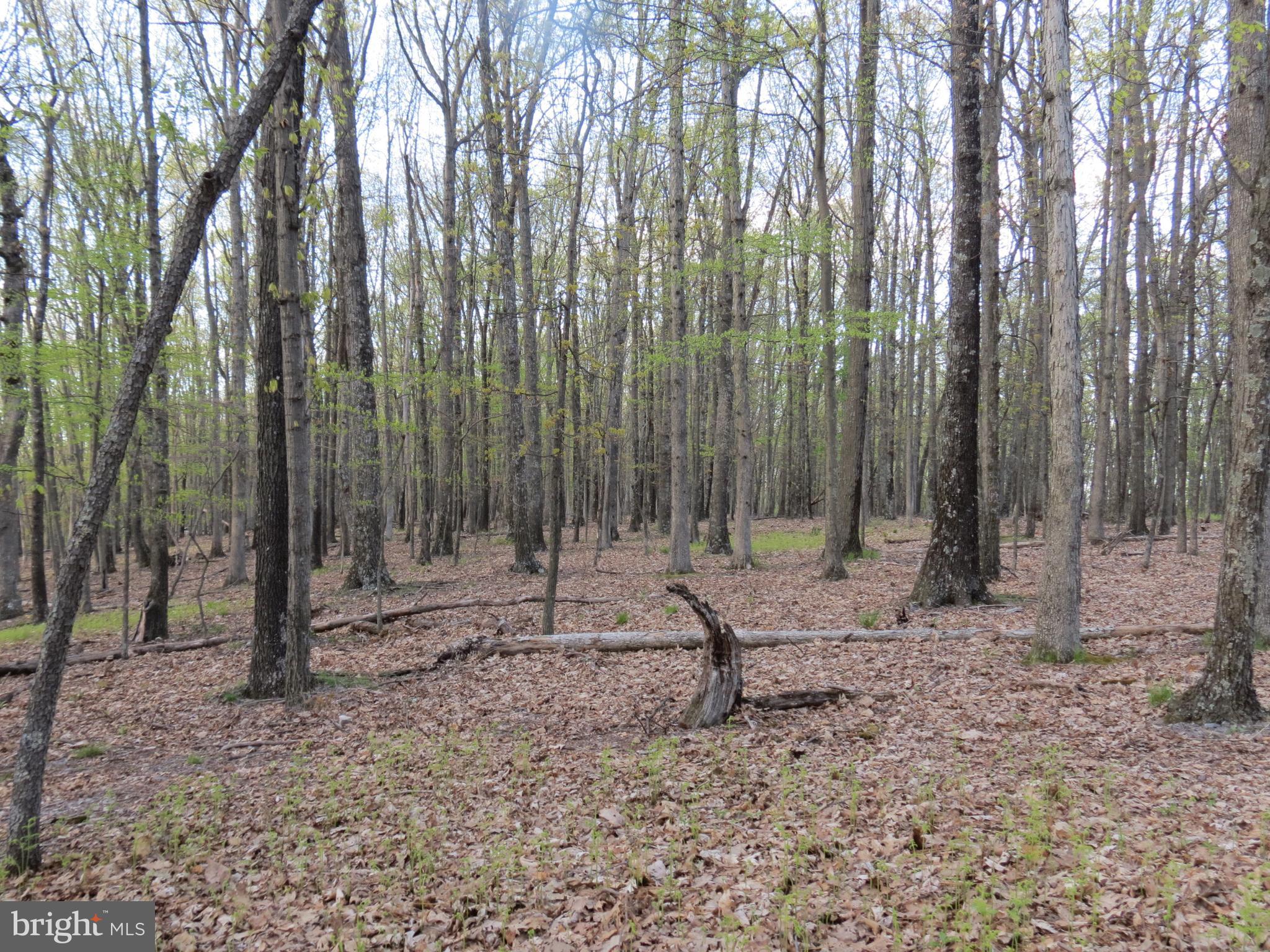 SPRING MOUNTAIN - Land