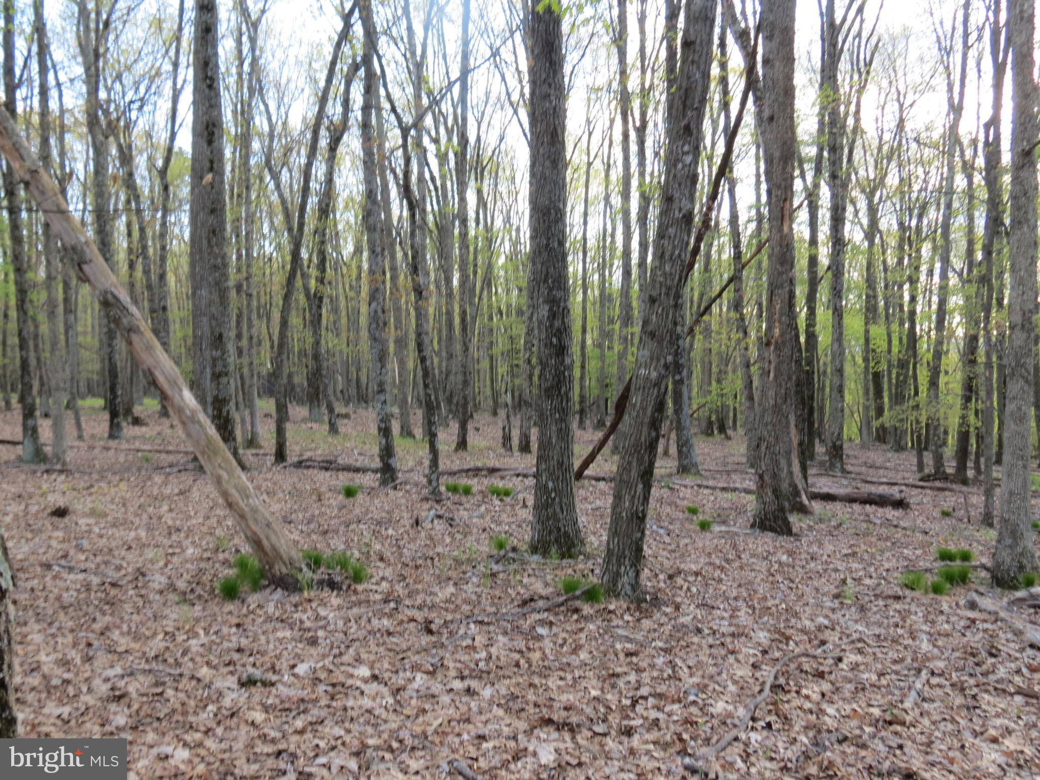 SPRING MOUNTAIN - Land