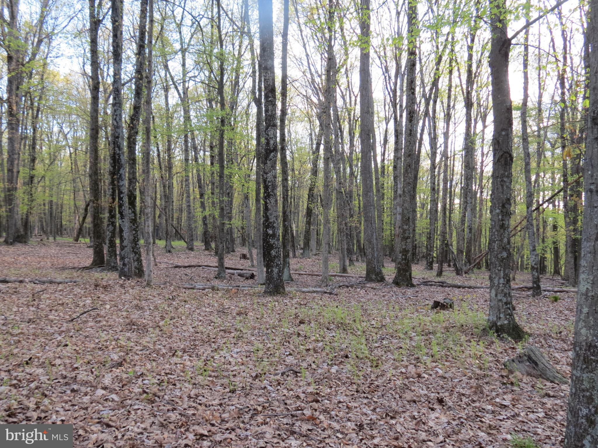 SPRING MOUNTAIN - Land