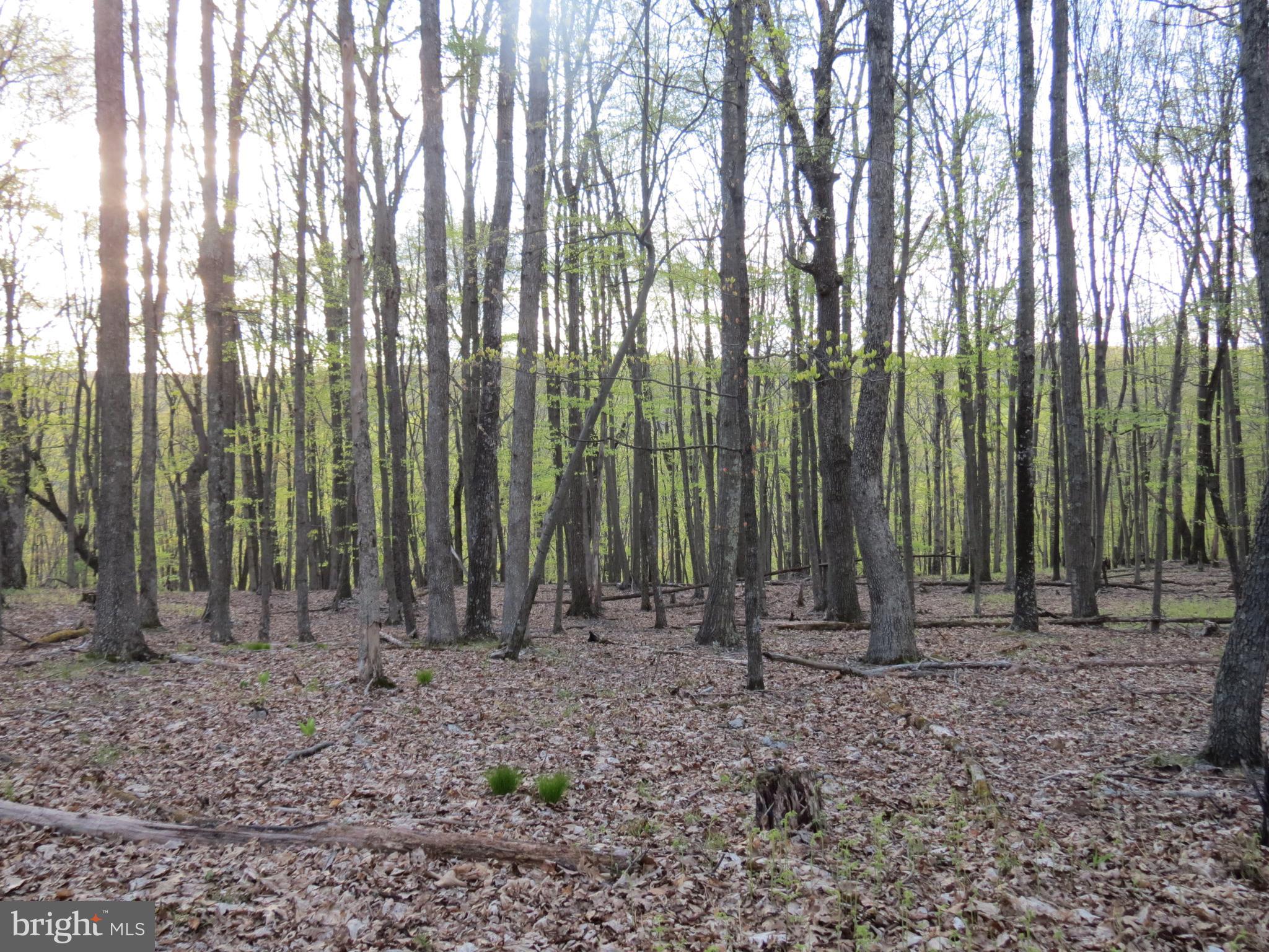 SPRING MOUNTAIN - Land