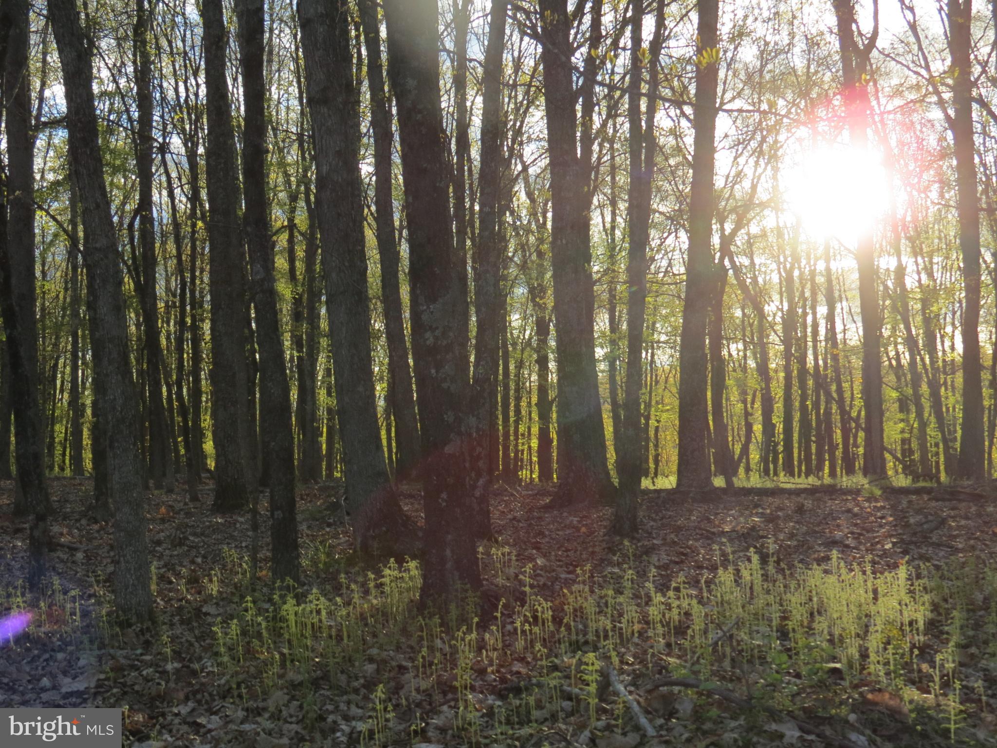 SPRING MOUNTAIN - Land