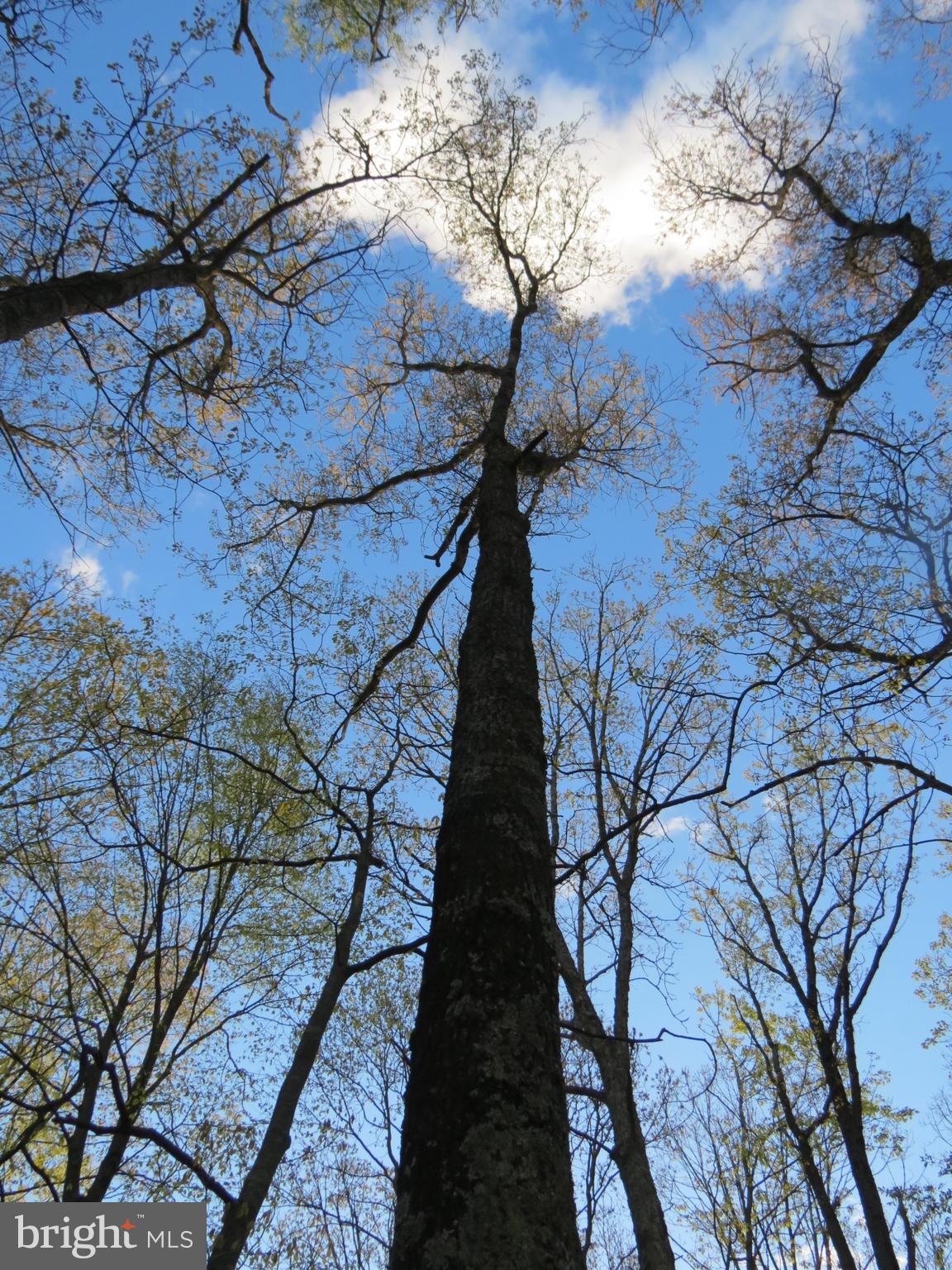 SPRING MOUNTAIN - Land