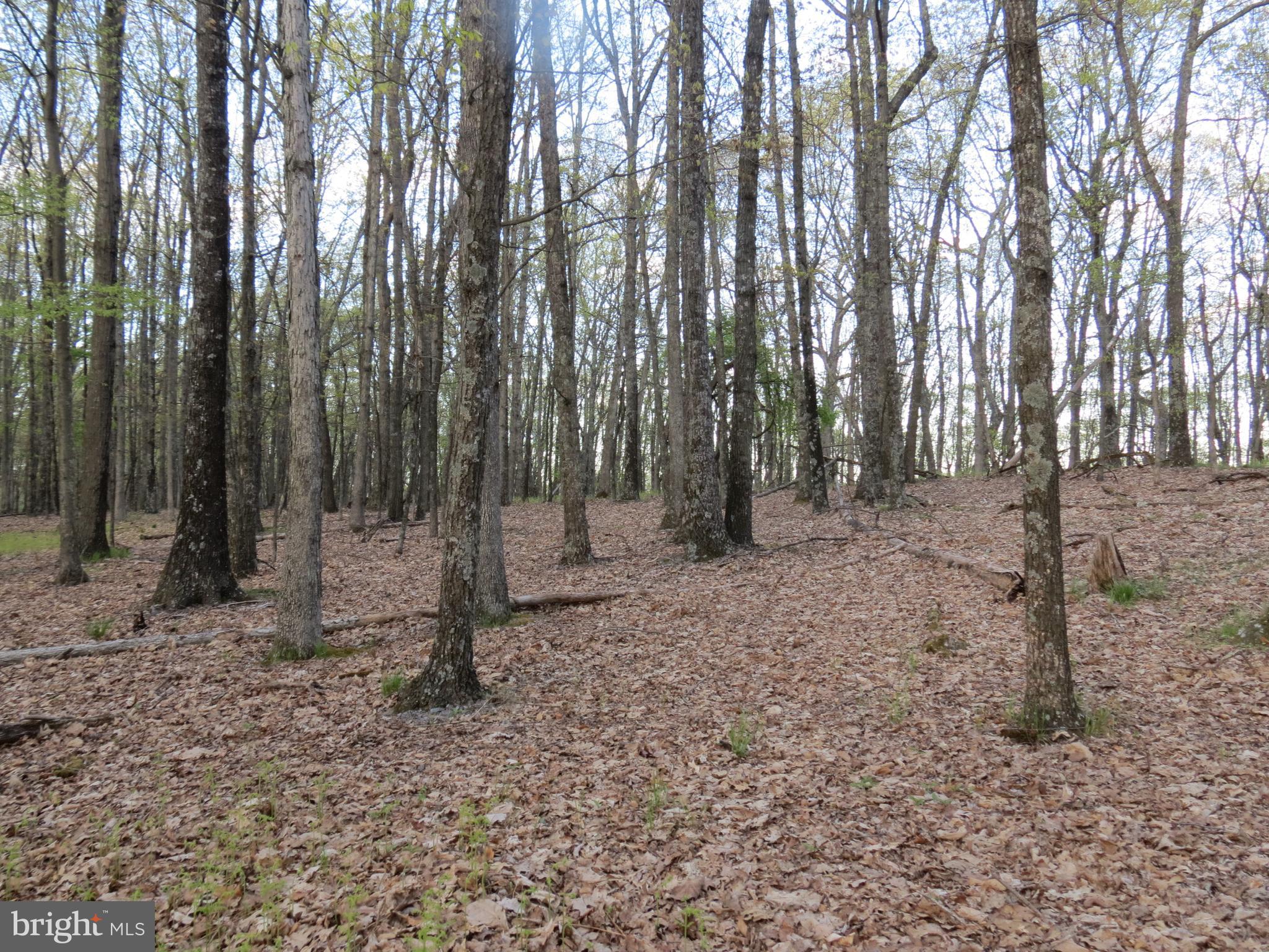 SPRING MOUNTAIN - Land