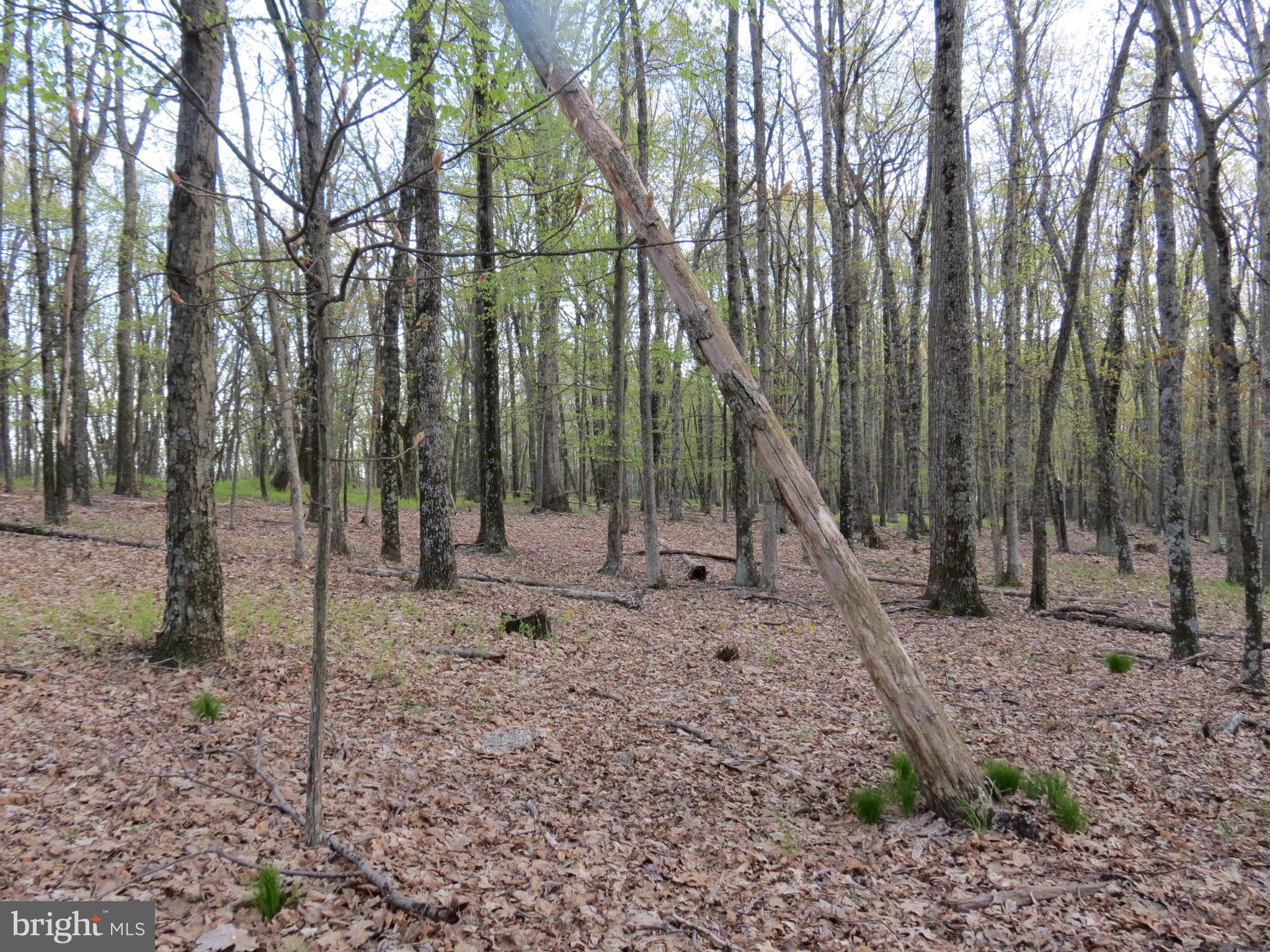 SPRING MOUNTAIN - Land