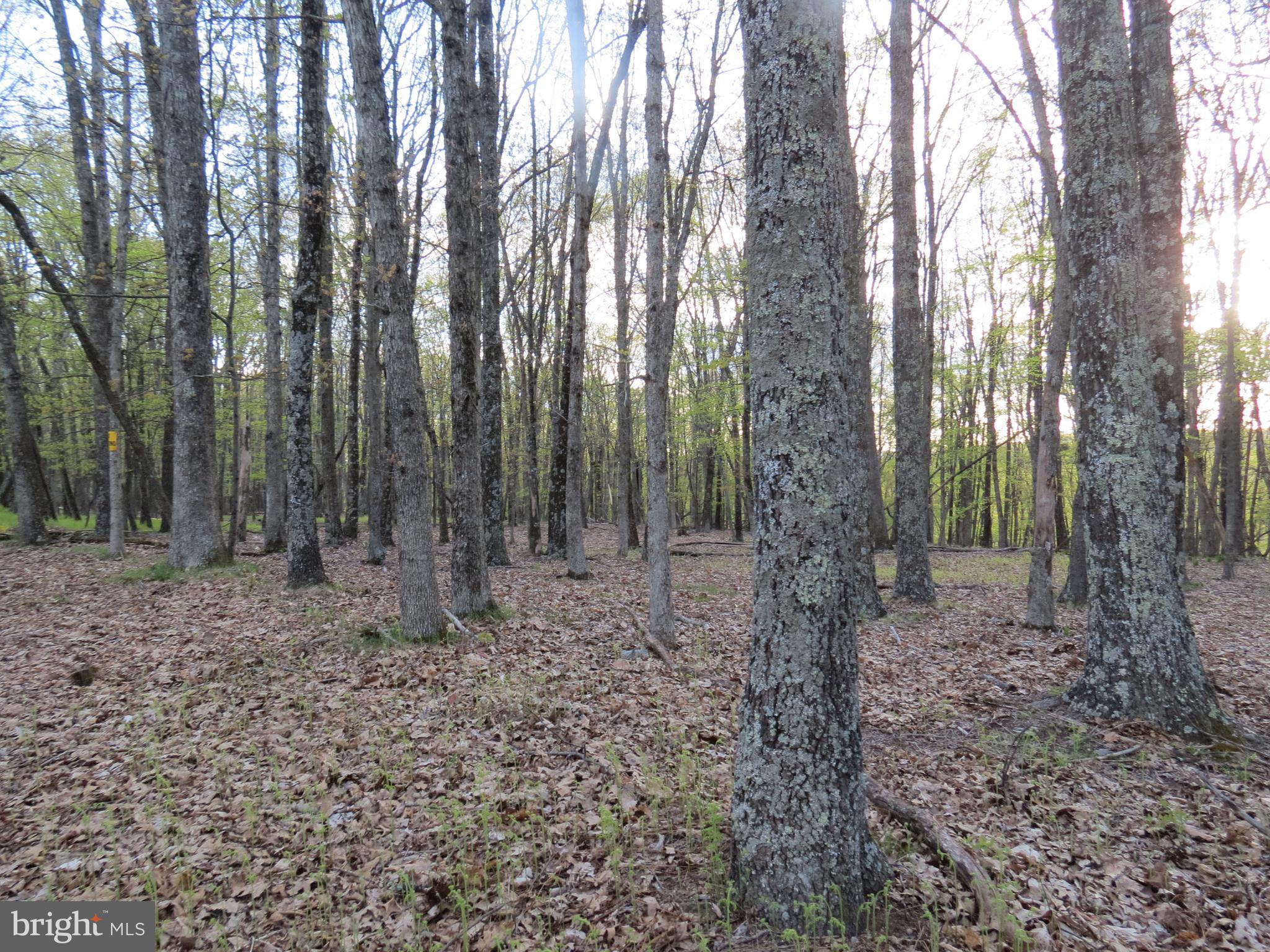 SPRING MOUNTAIN - Land