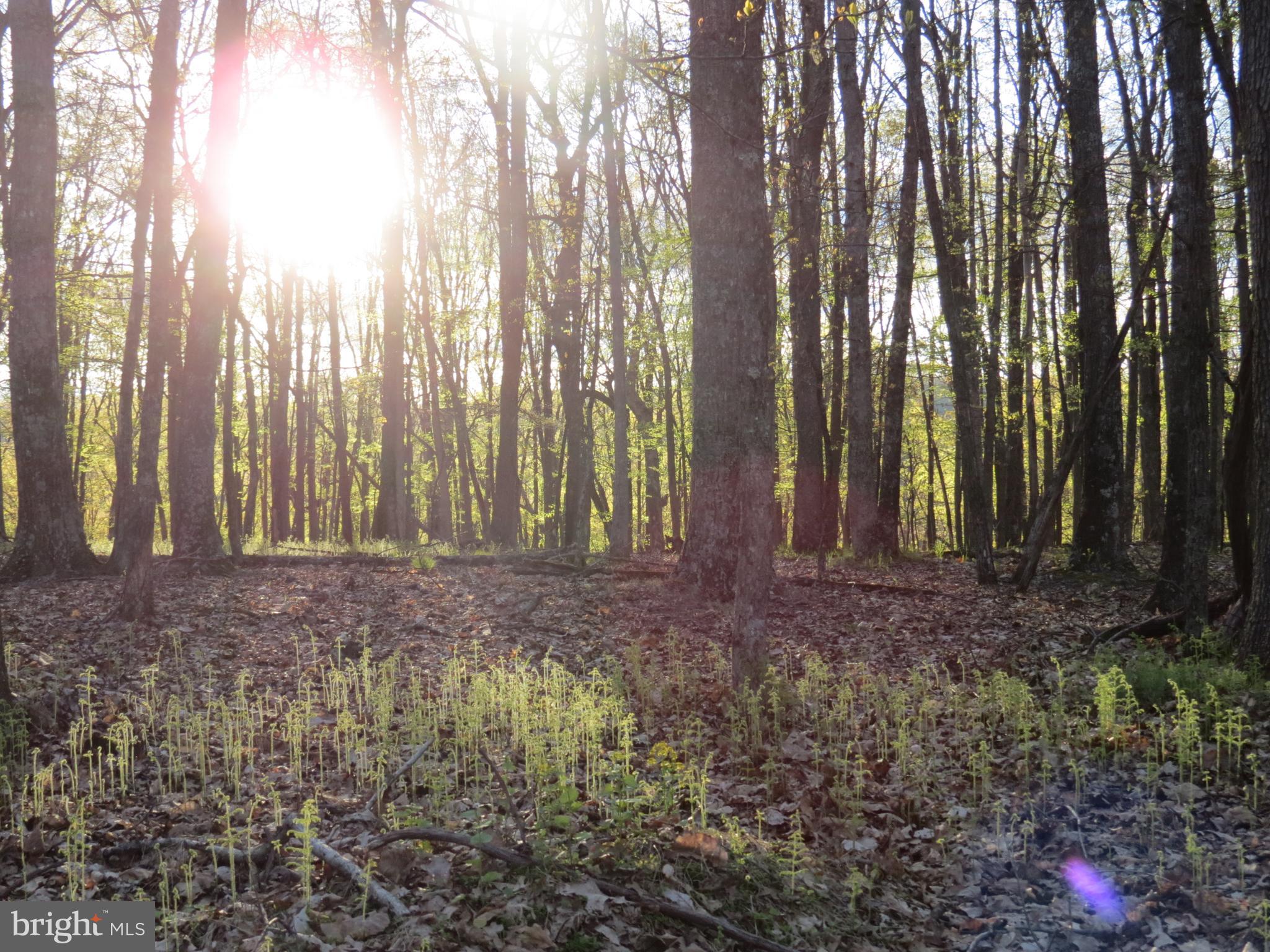 SPRING MOUNTAIN - Land