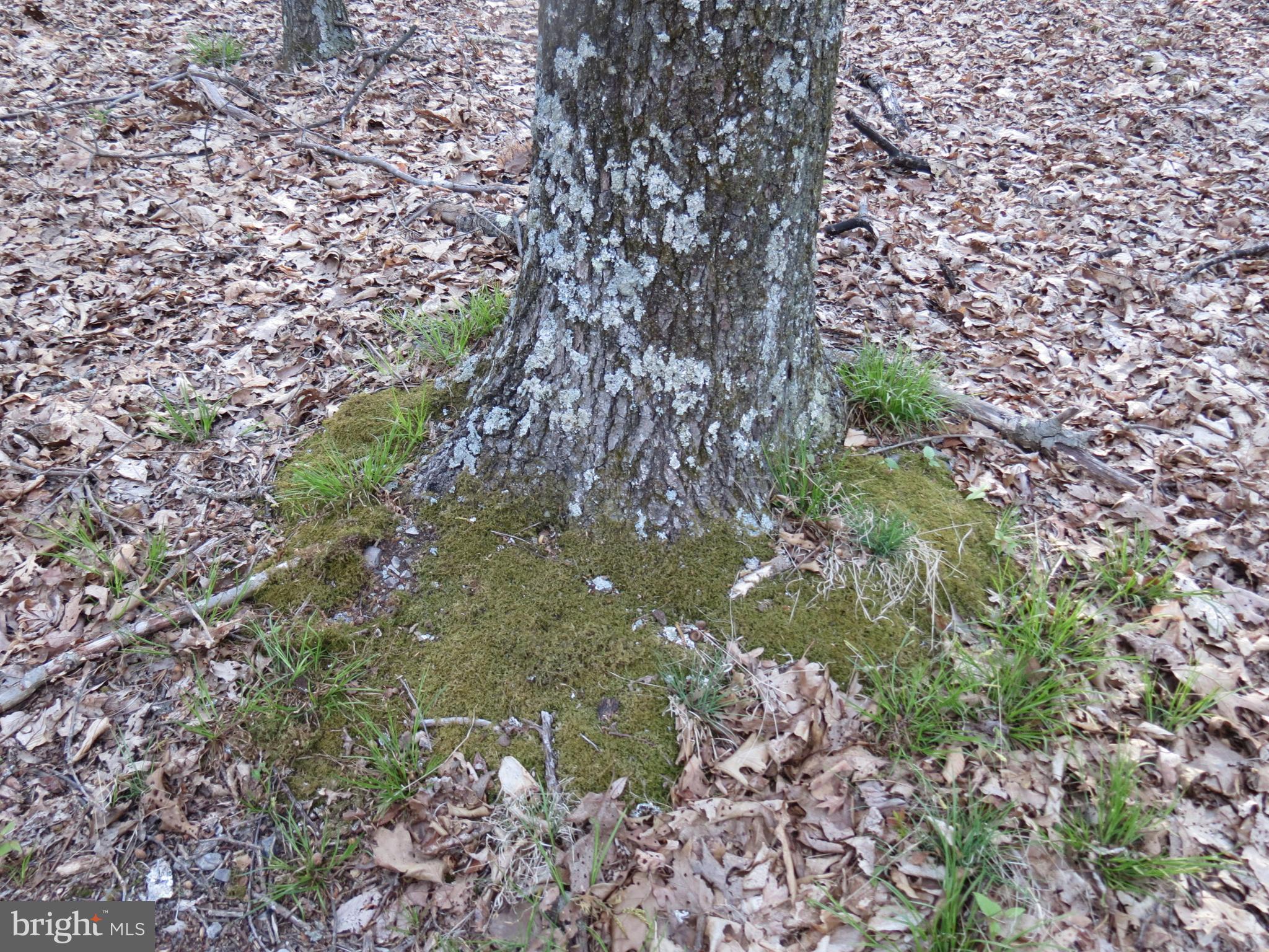 SPRING MOUNTAIN - Land