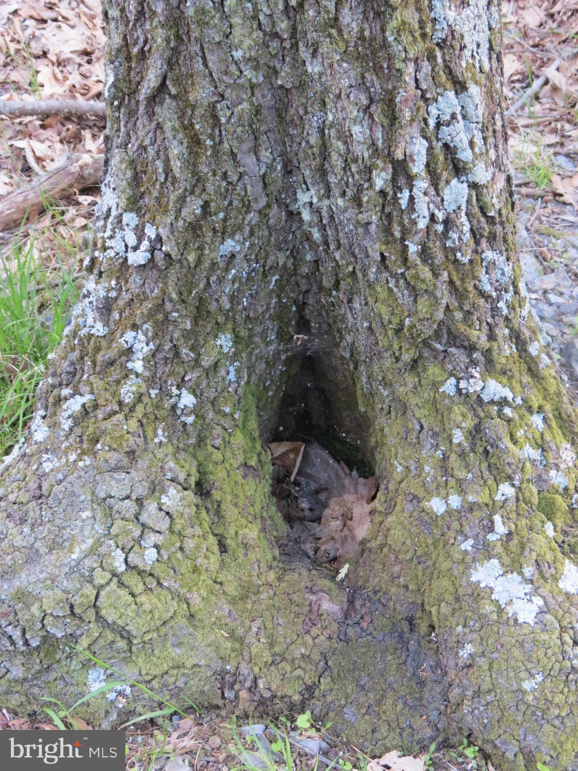 SPRING MOUNTAIN - Land