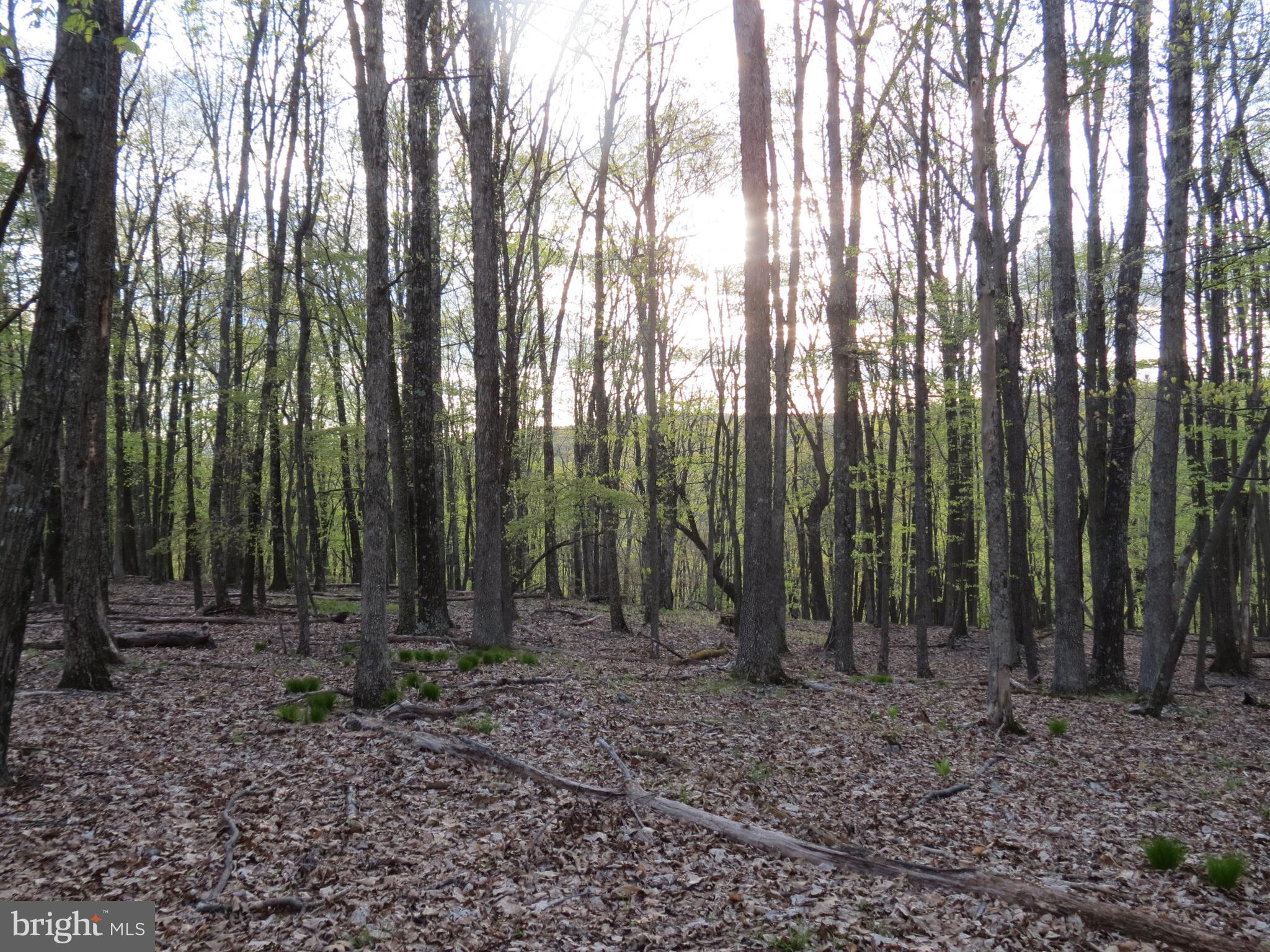 SPRING MOUNTAIN - Land