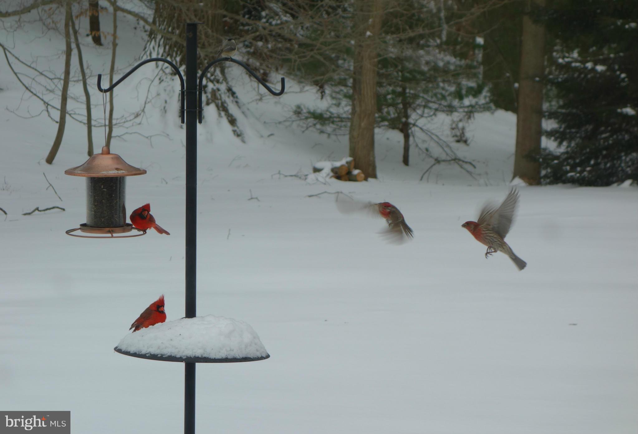 PINEDALE - Residential