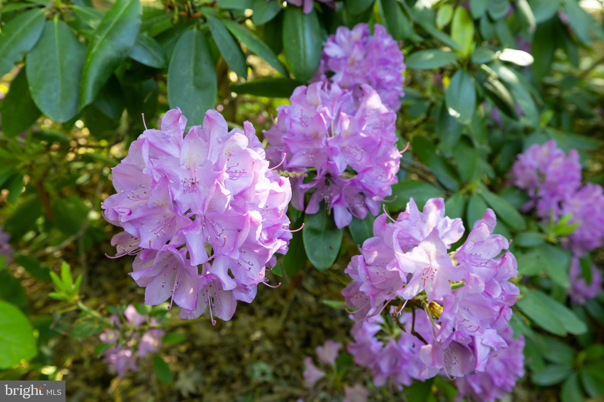 BOTH WATERS ESTATES - Residential