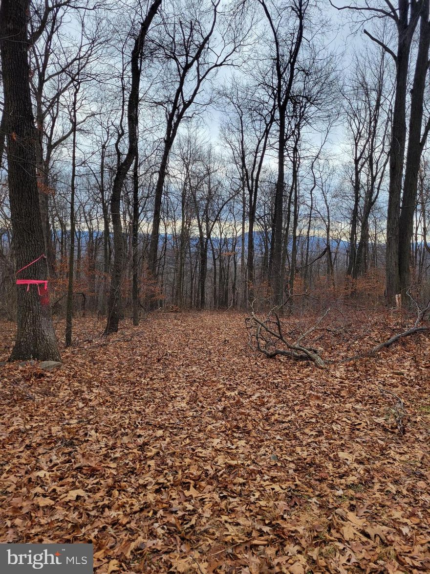 REDUCED!!!  This sprawling 14.5+/- acre property invites you to explore the possibilities of a secluded getaway, a private residence surrounded by nature, or an investment venture. The upcoming survey will ensure clear boundaries and will be a 30 ft right of way to the property.  Now is the time to turn this blank canvas into your personalized masterpiece and  bring your vision to life. Embrace the freedom of unrestricted land and let your imagination run wild on this wooded haven. Price will be adjusted per the survey at $7,000 an acre.