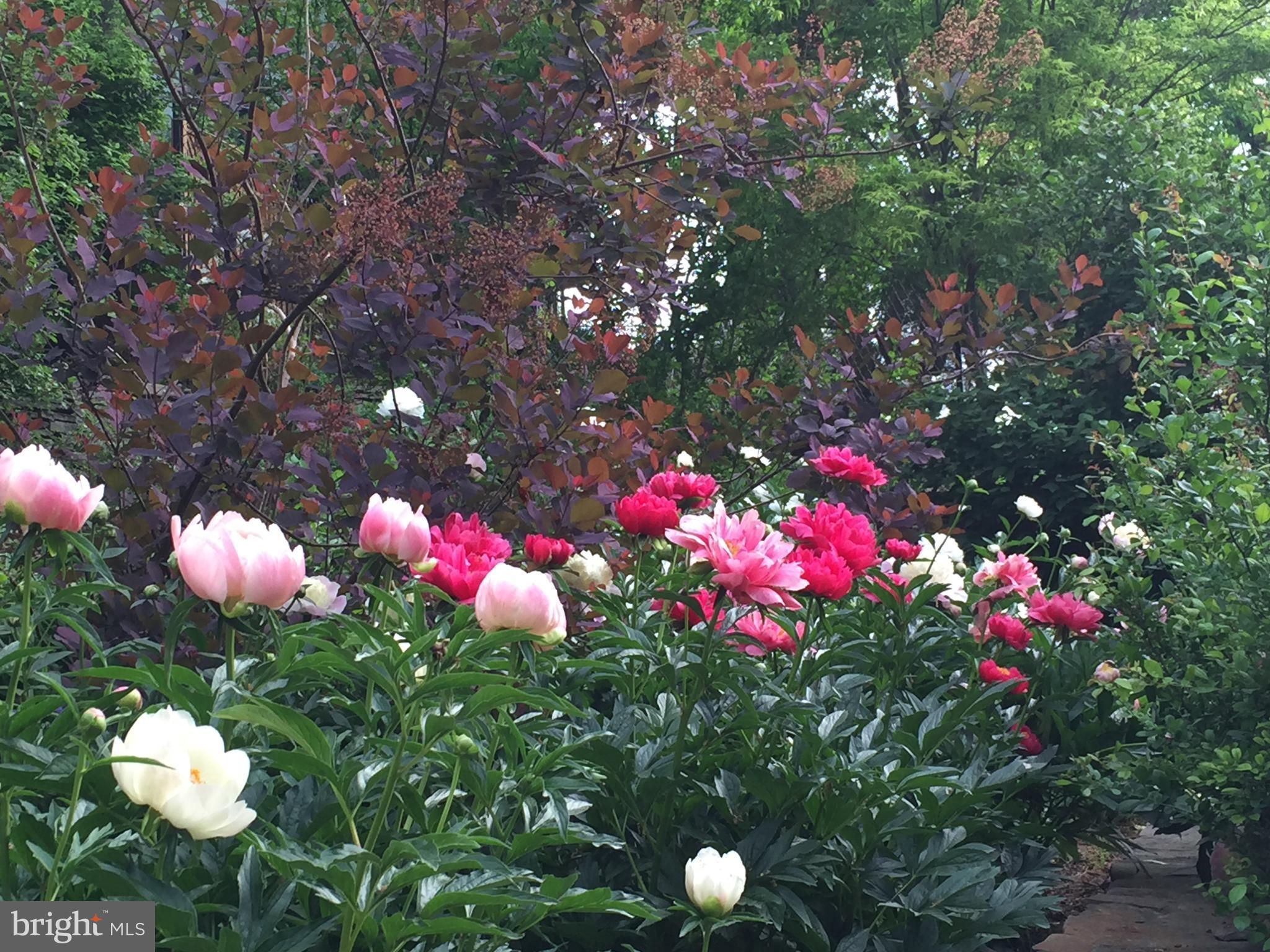 BELLEVUE FOREST - Residential