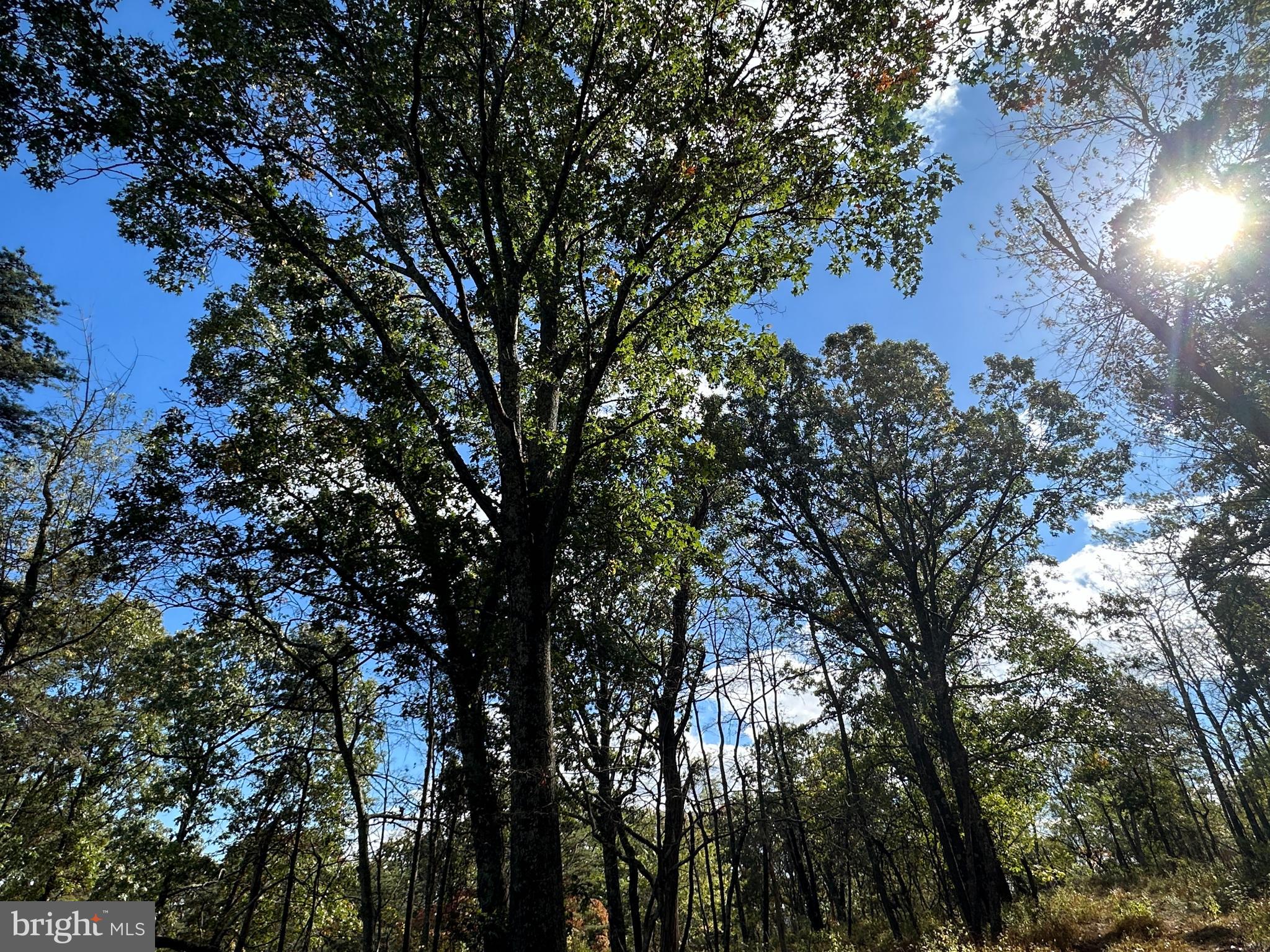 QUIVEY'S GROVE - Land