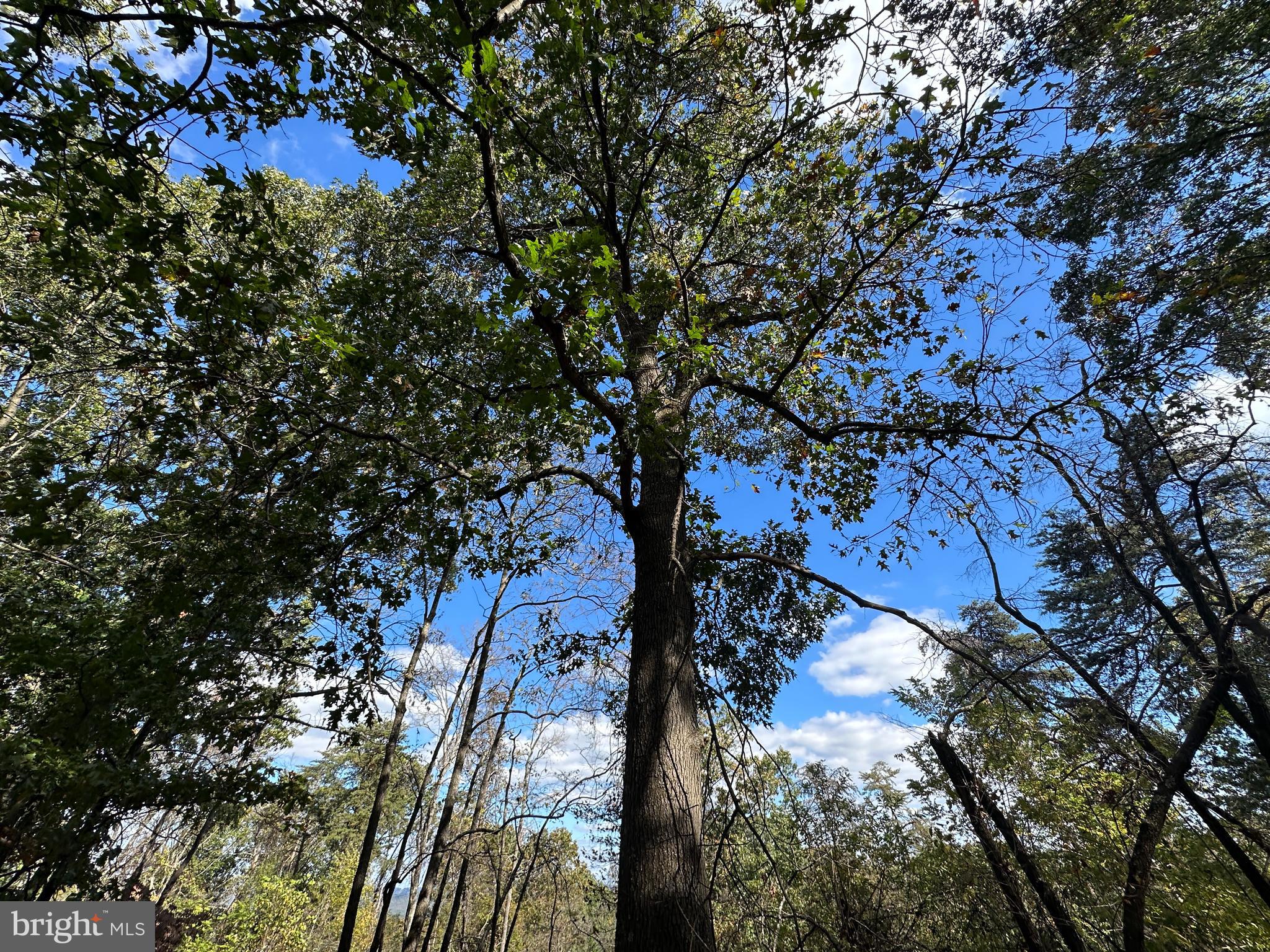 QUIVEY'S GROVE - Land