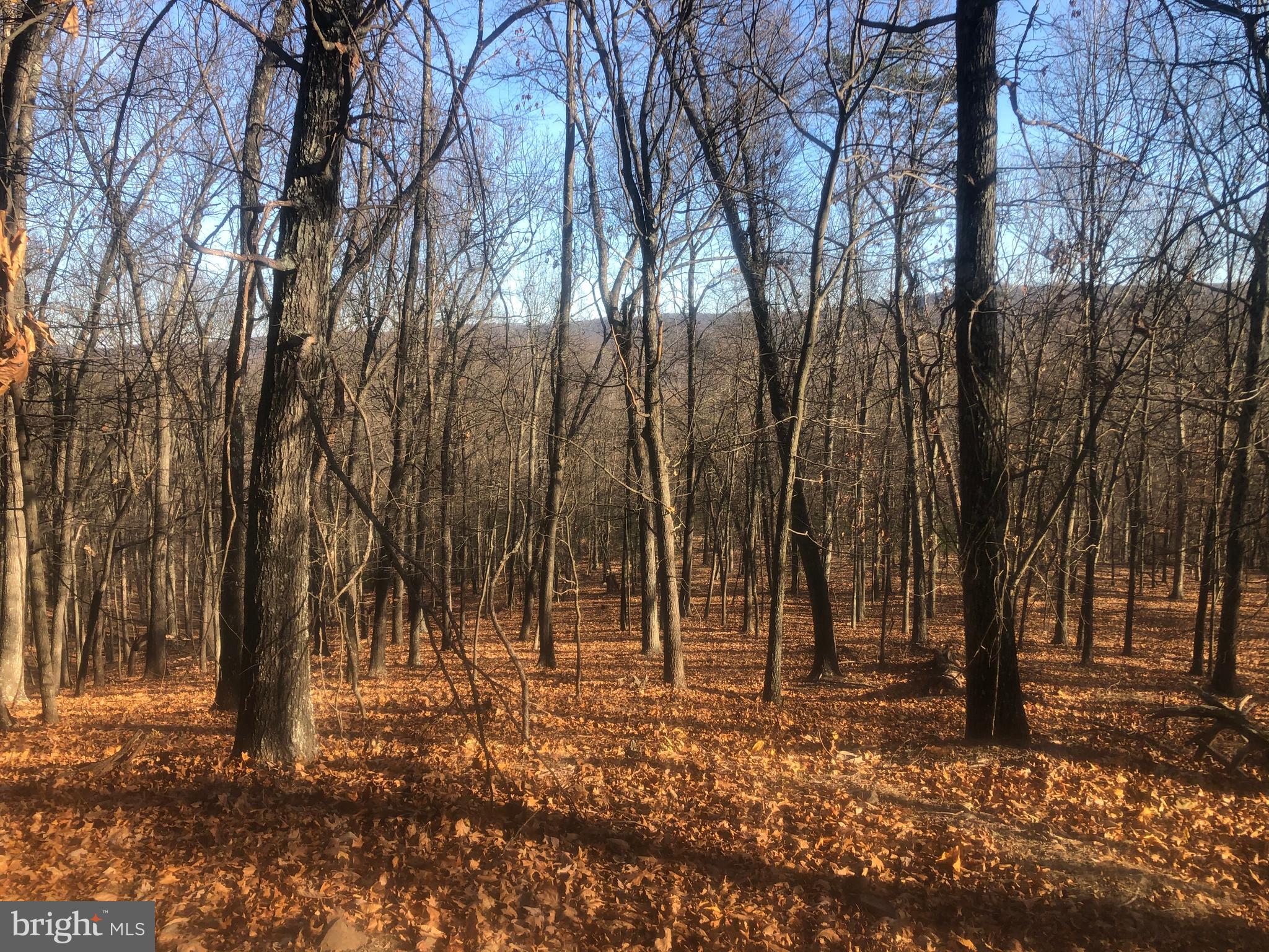 QUIVEY'S GROVE - Land