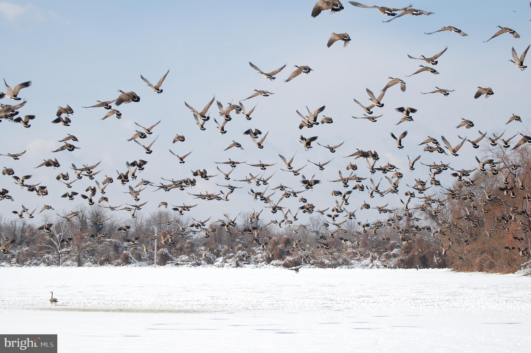 PLEASANT PLAINS - Residential