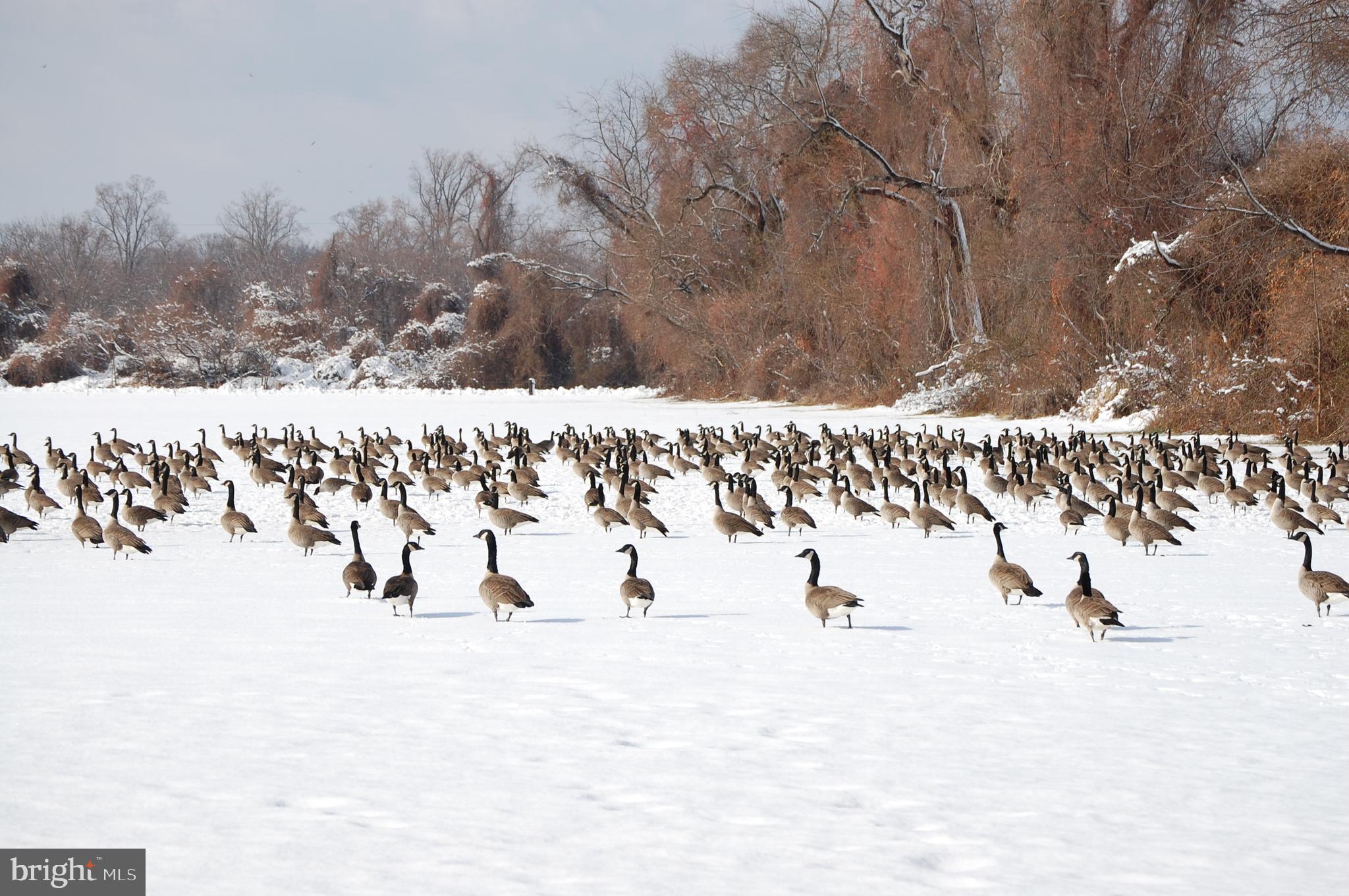 PLEASANT PLAINS - Residential