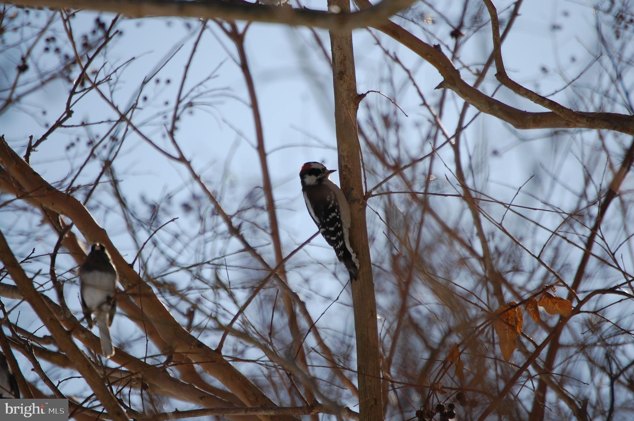 PLEASANT PLAINS - Residential