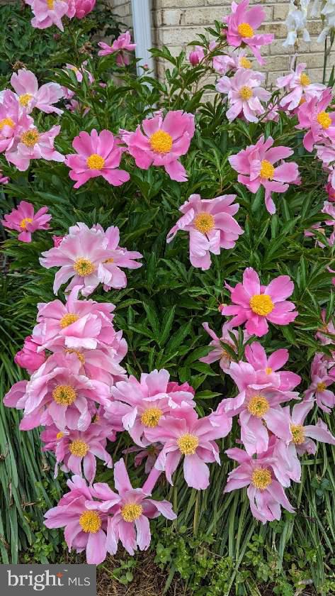 TALL OAKS - Residential