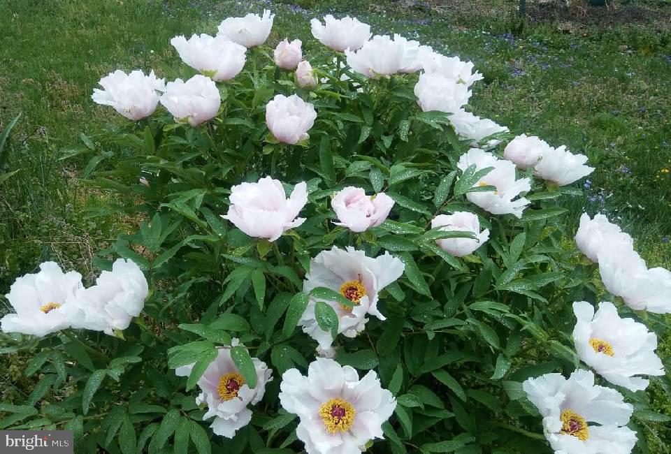 TALL OAKS - Residential