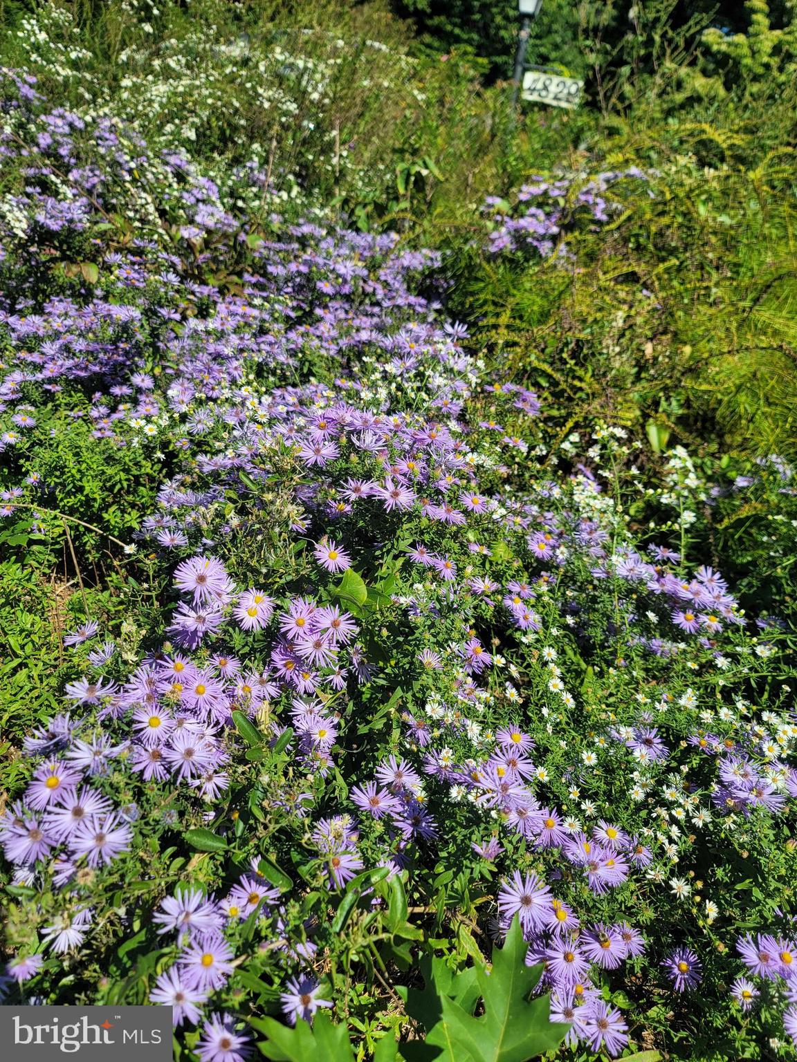 TALL OAKS - Residential