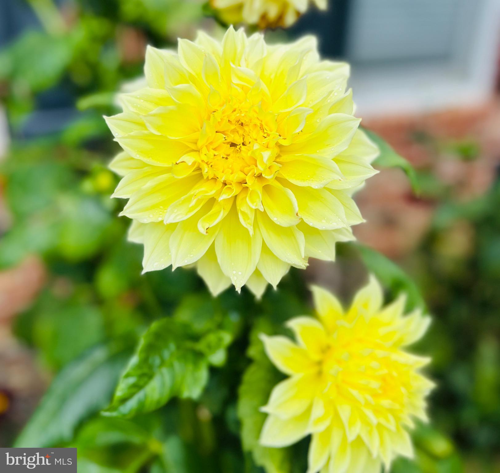 THUNDERBIRD FARM - Residential