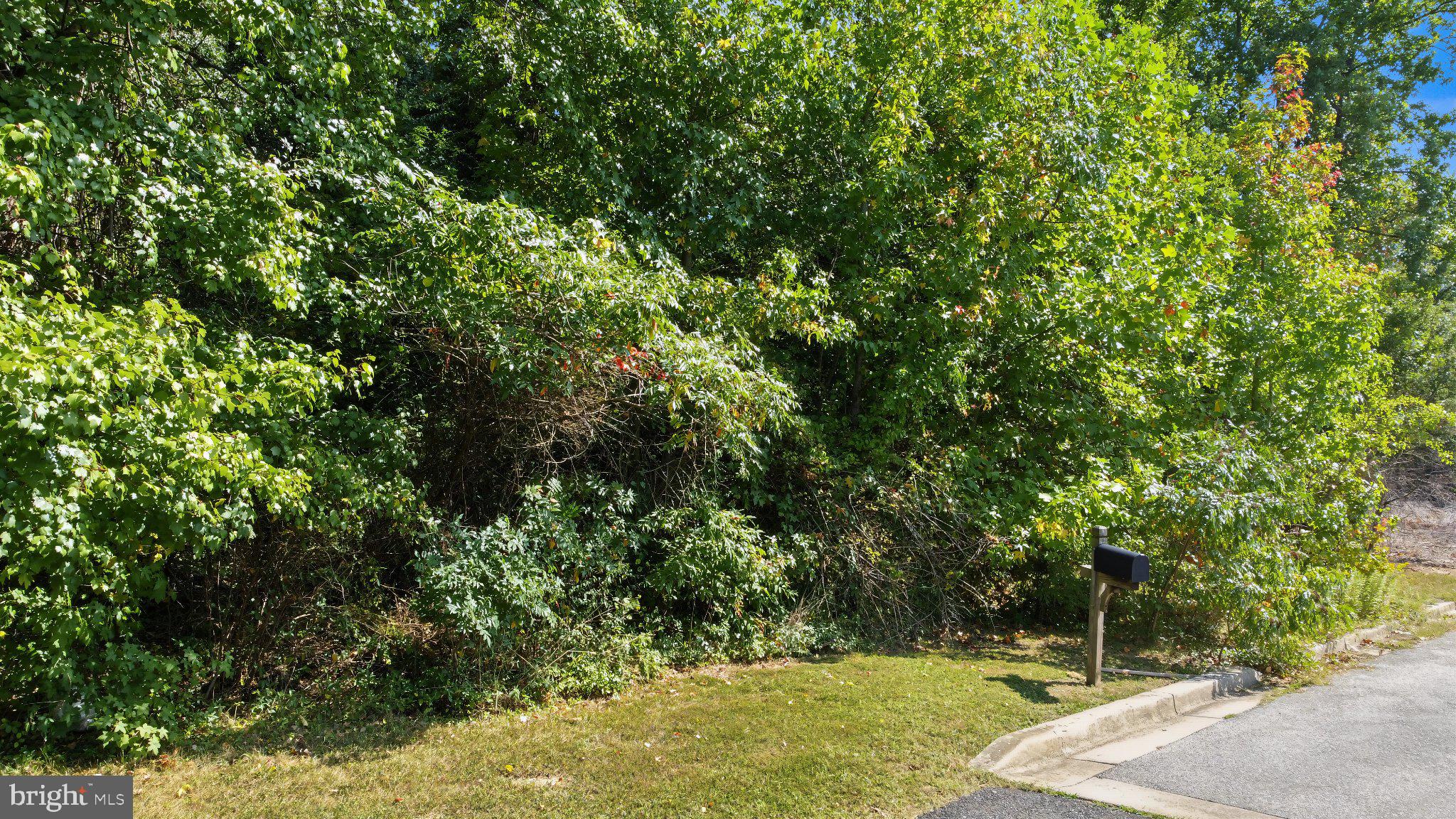 ELM AVENUE