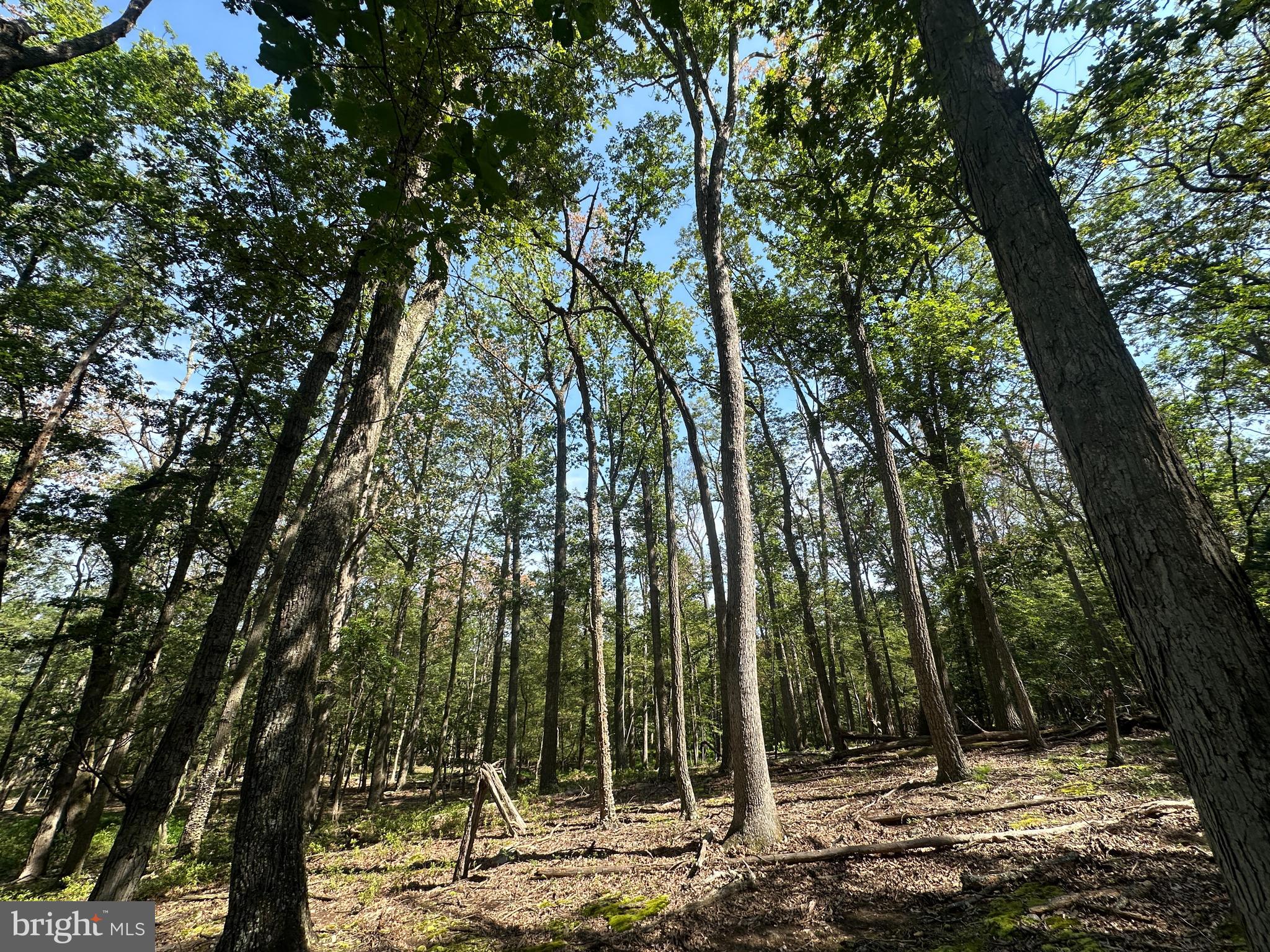 CABIN AT CAPON BRIDGE - Land