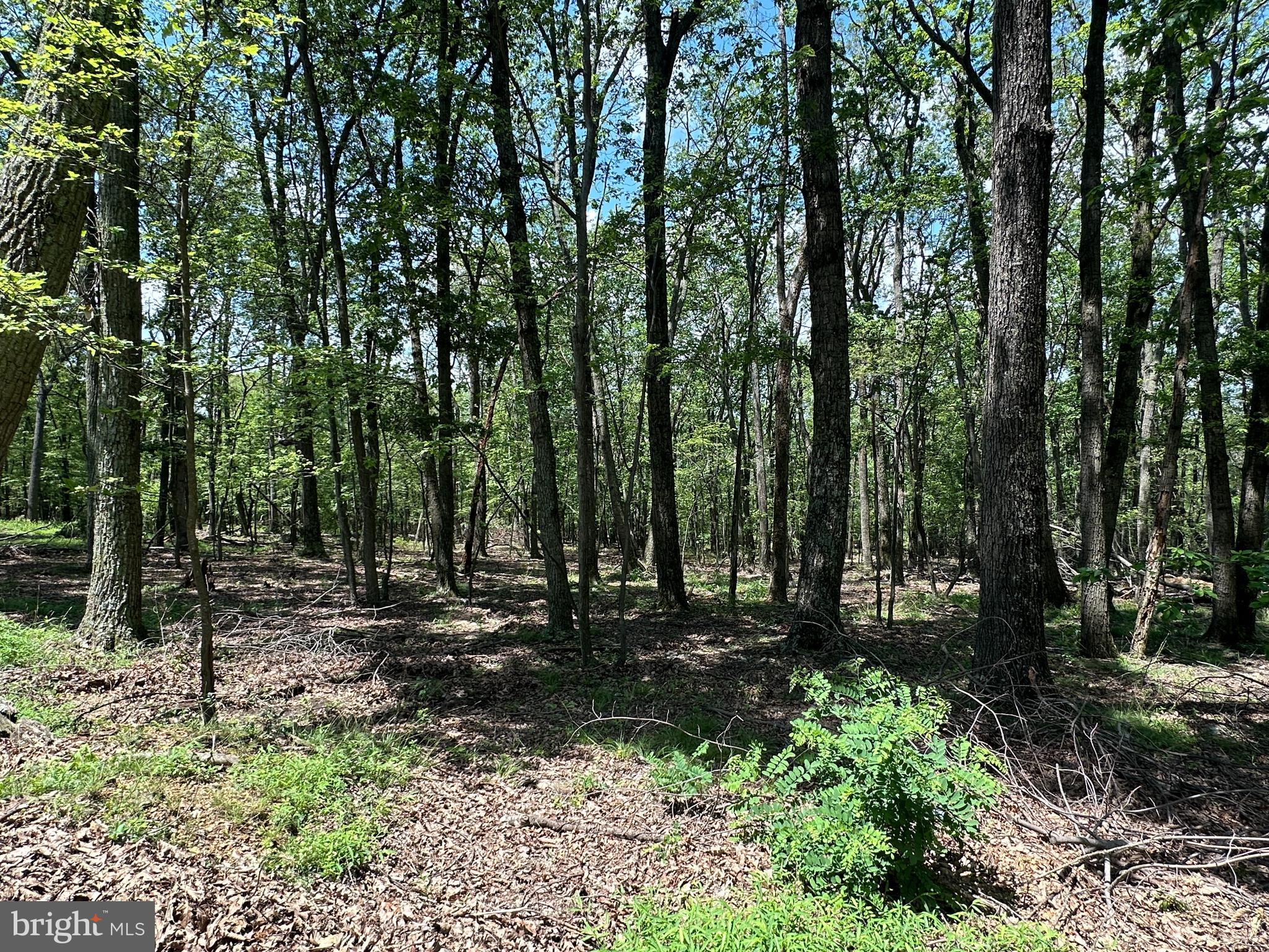CABIN AT CAPON BRIDGE - Land