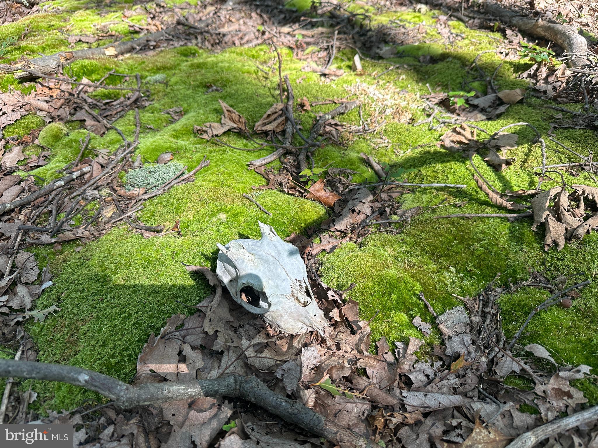 CABIN AT CAPON BRIDGE - Land