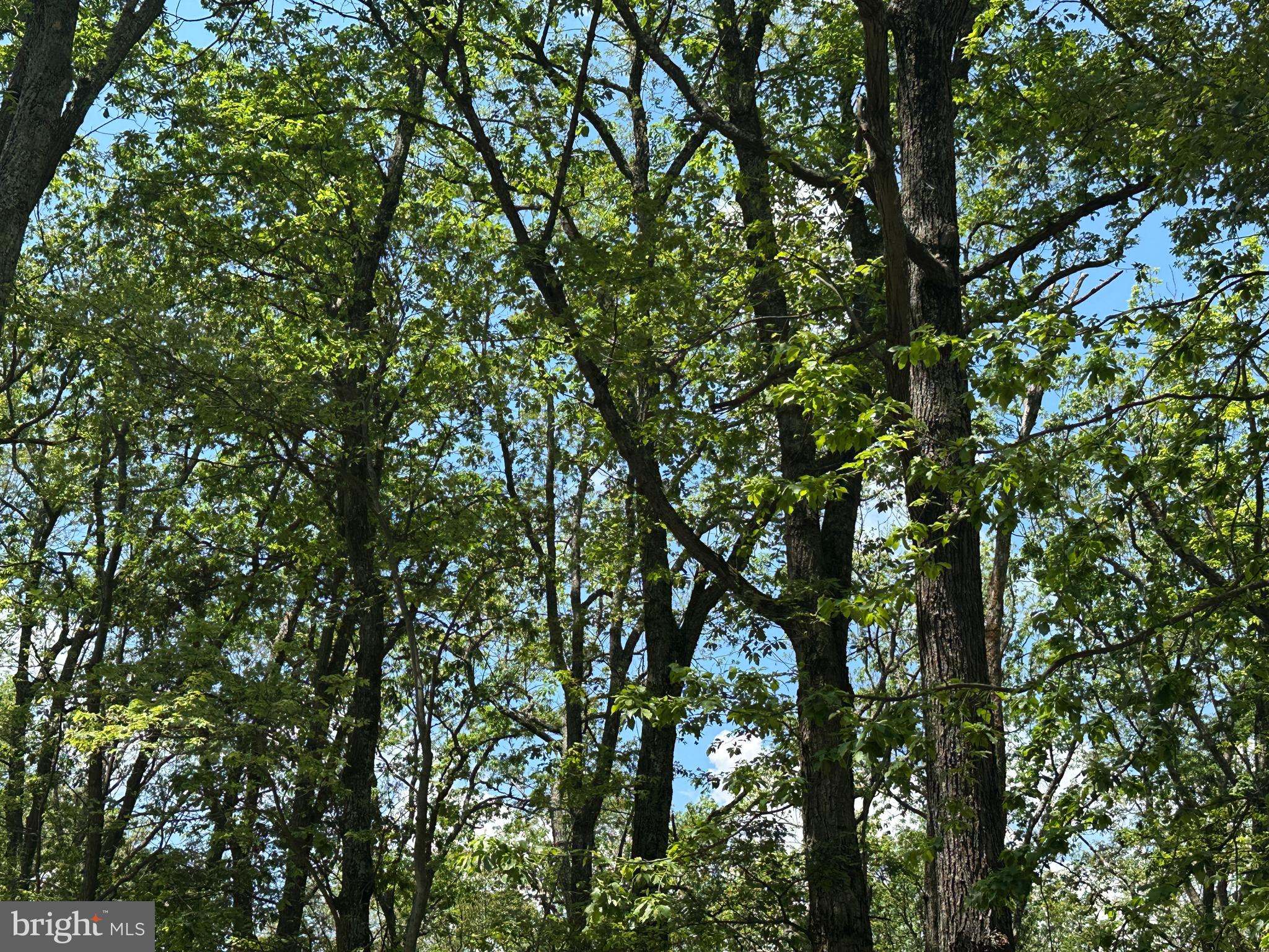 CABIN AT CAPON BRIDGE - Land