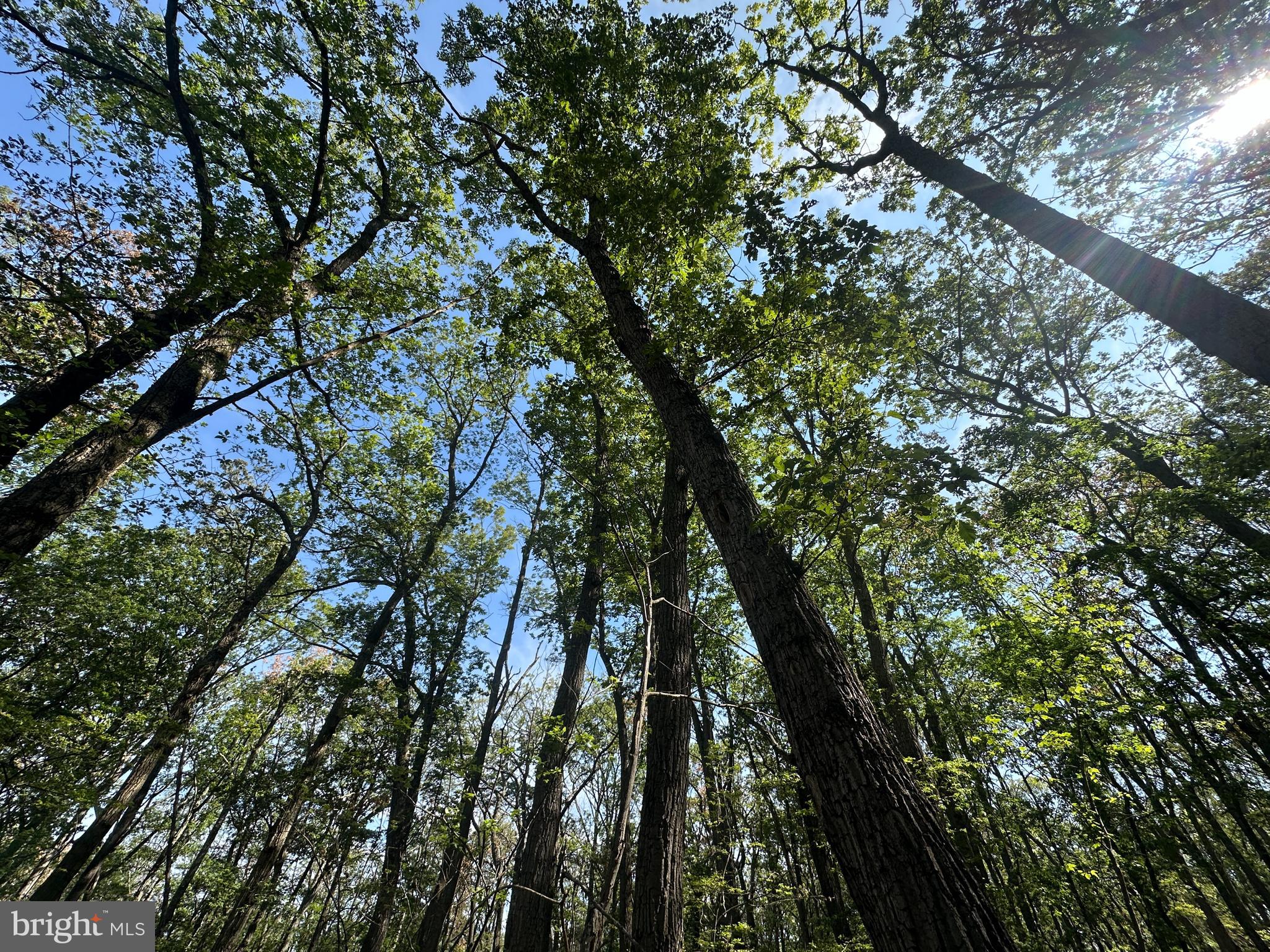 CABIN AT CAPON BRIDGE - Land