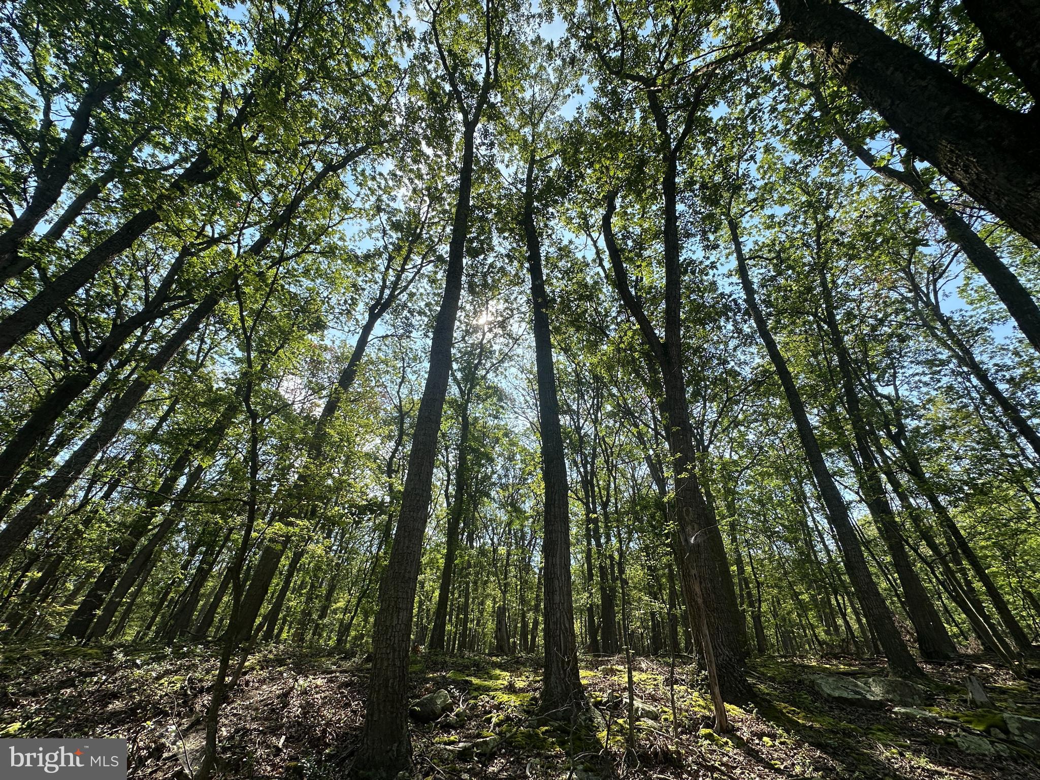 CABIN AT CAPON BRIDGE - Land