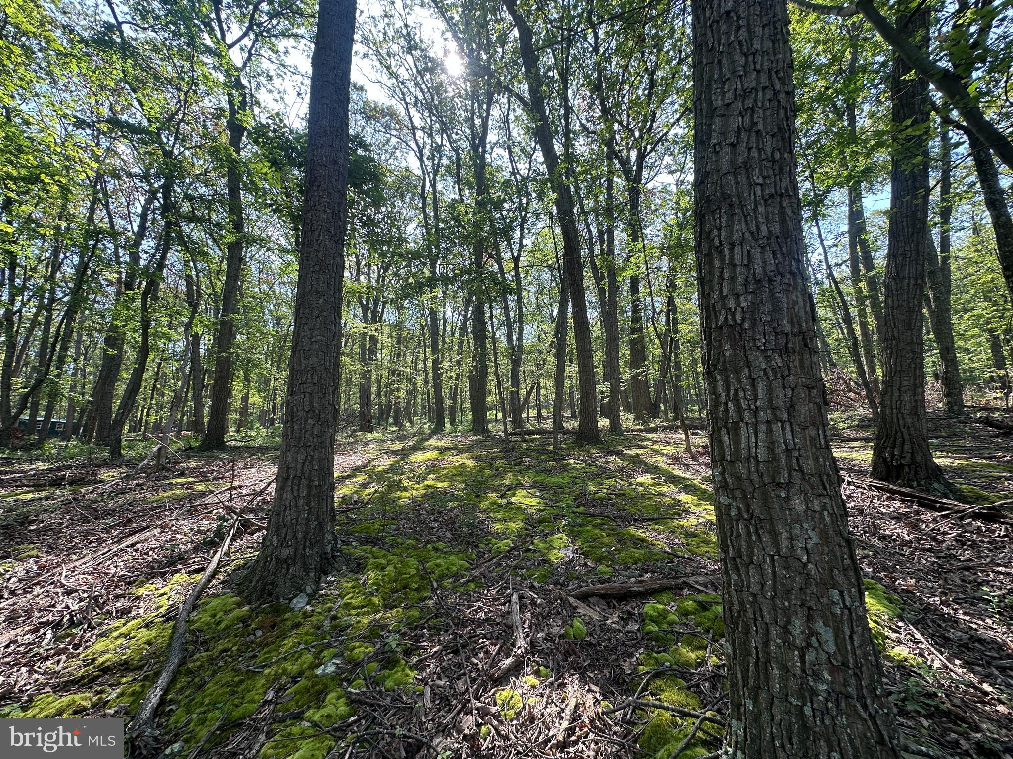 CABIN AT CAPON BRIDGE - Land