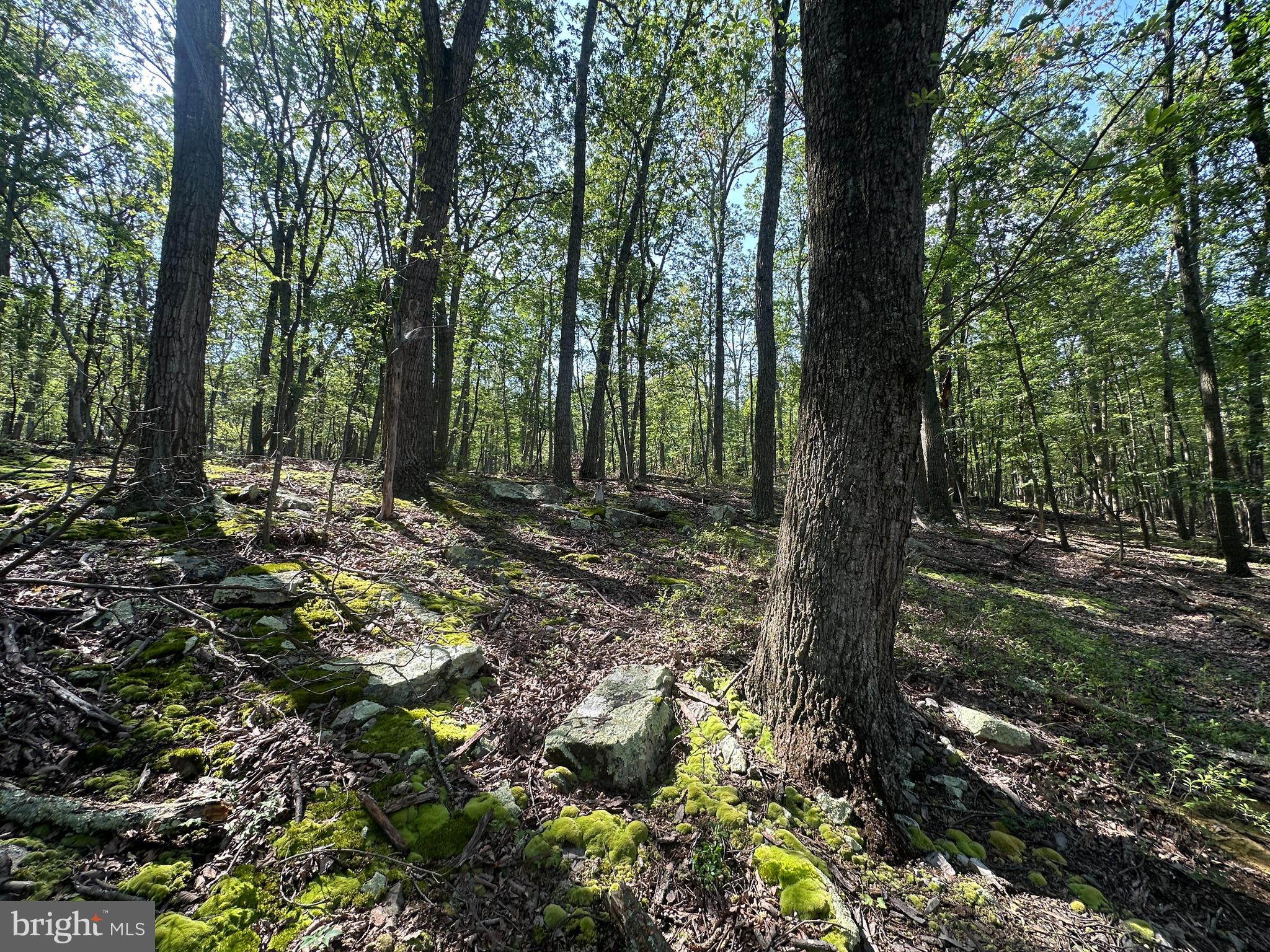 CABIN AT CAPON BRIDGE - Land