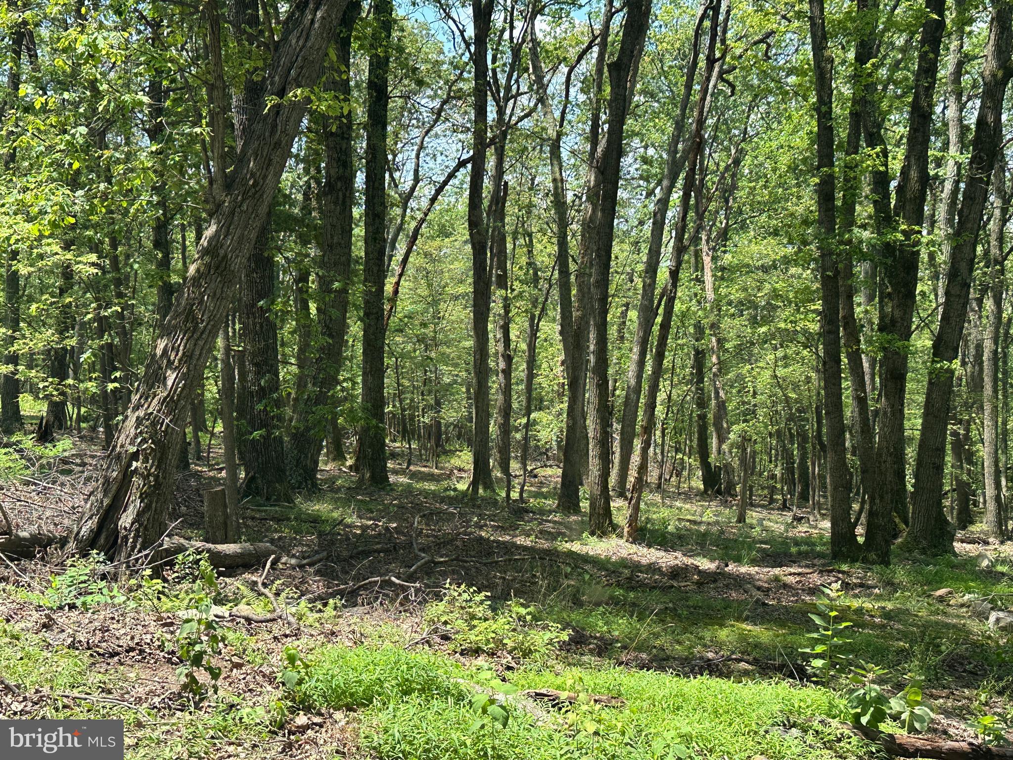 CABIN AT CAPON BRIDGE - Land