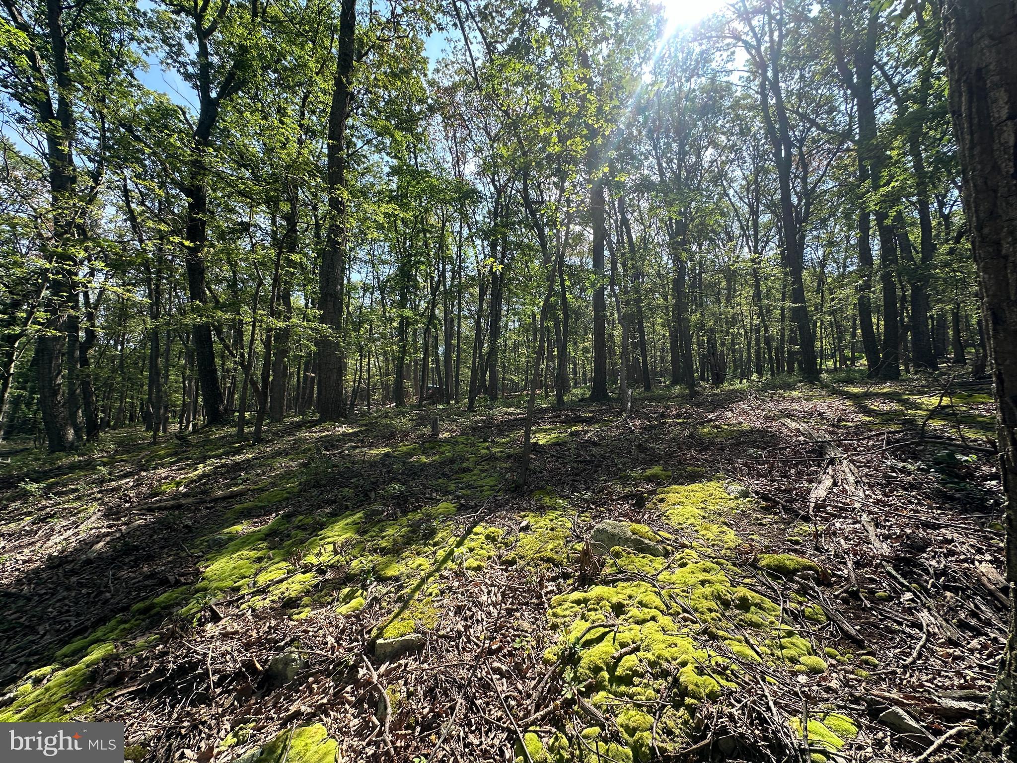 CABIN AT CAPON BRIDGE - Land
