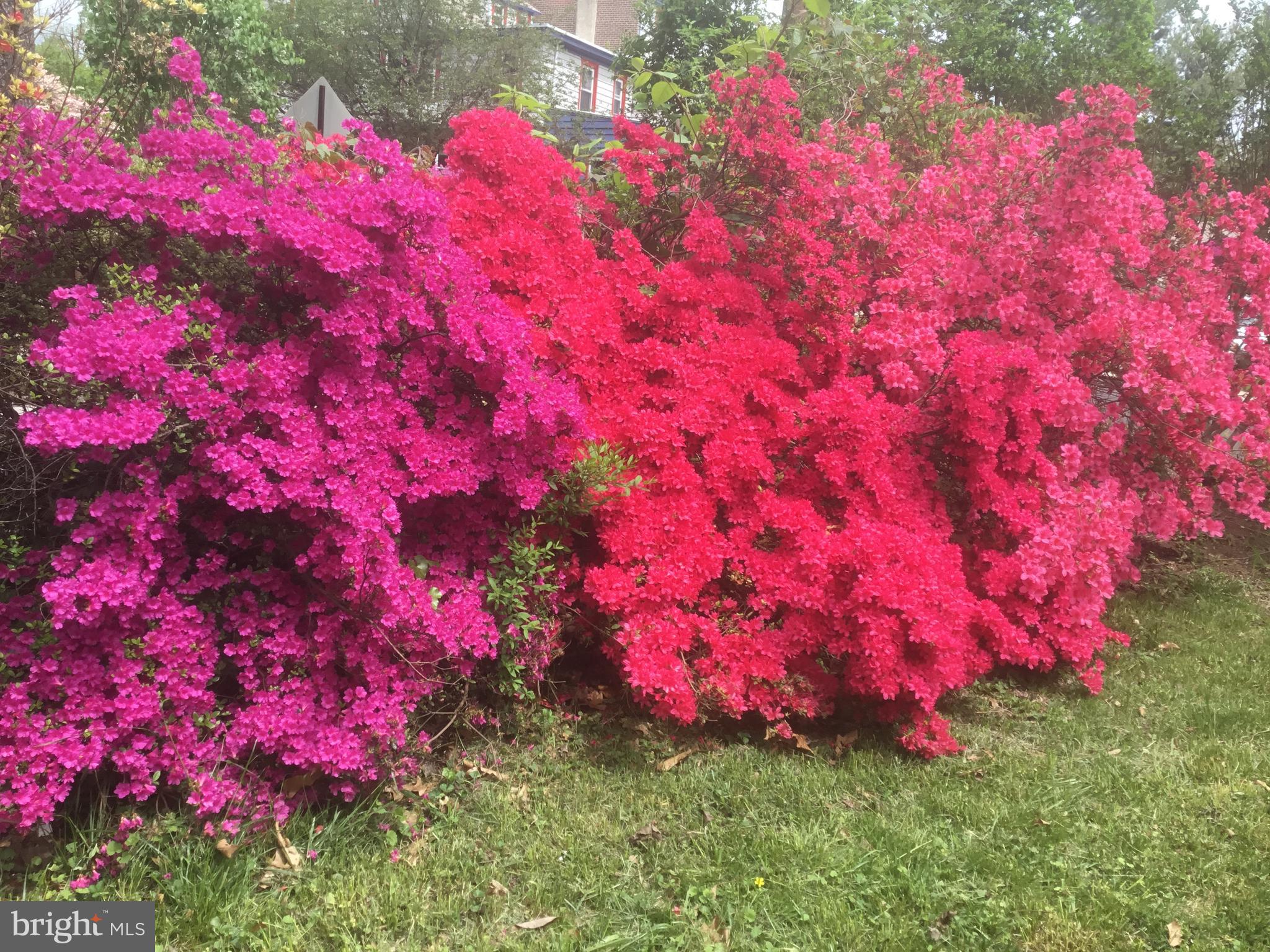 WYNCOTE - Residential