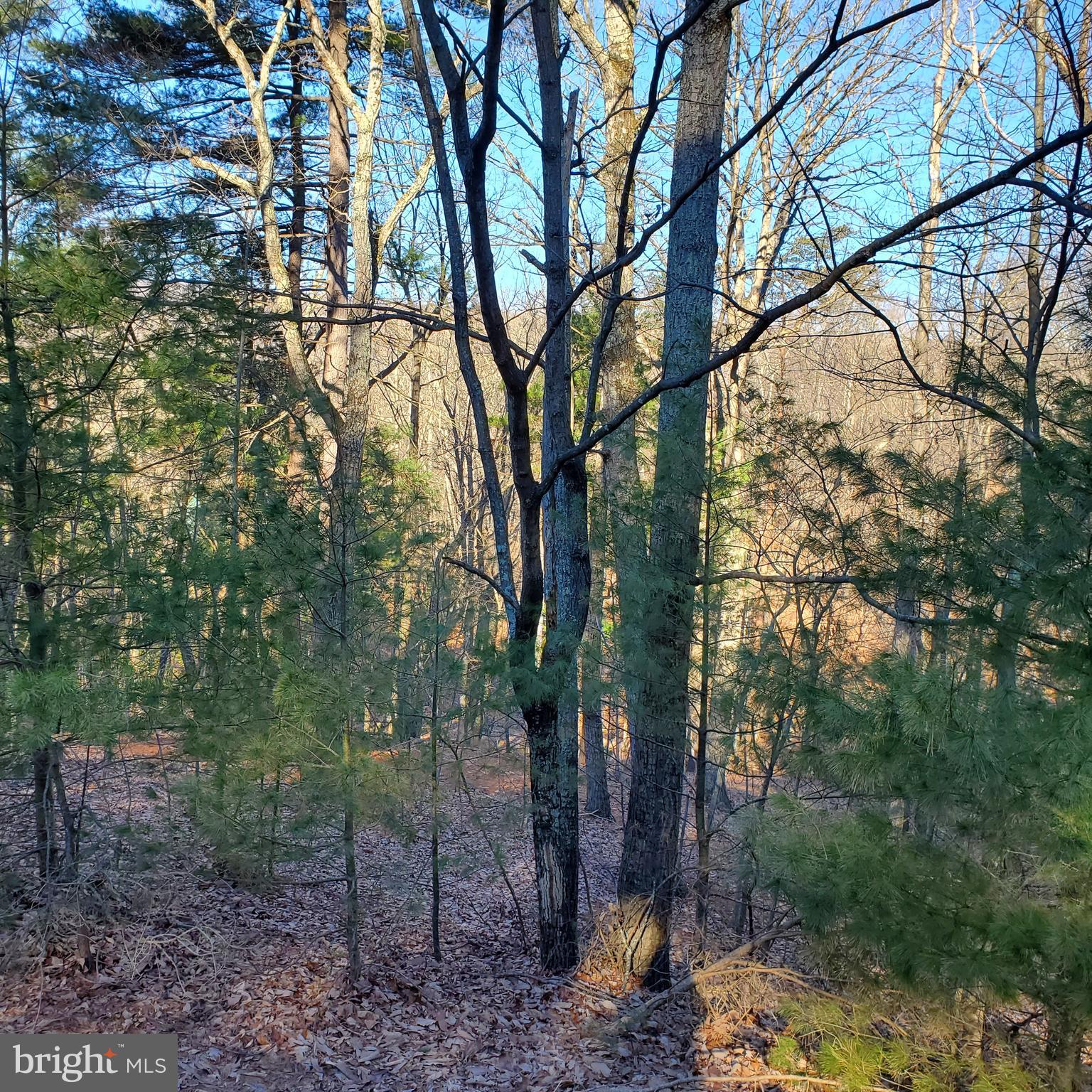 CACAPON SOUTH - Land