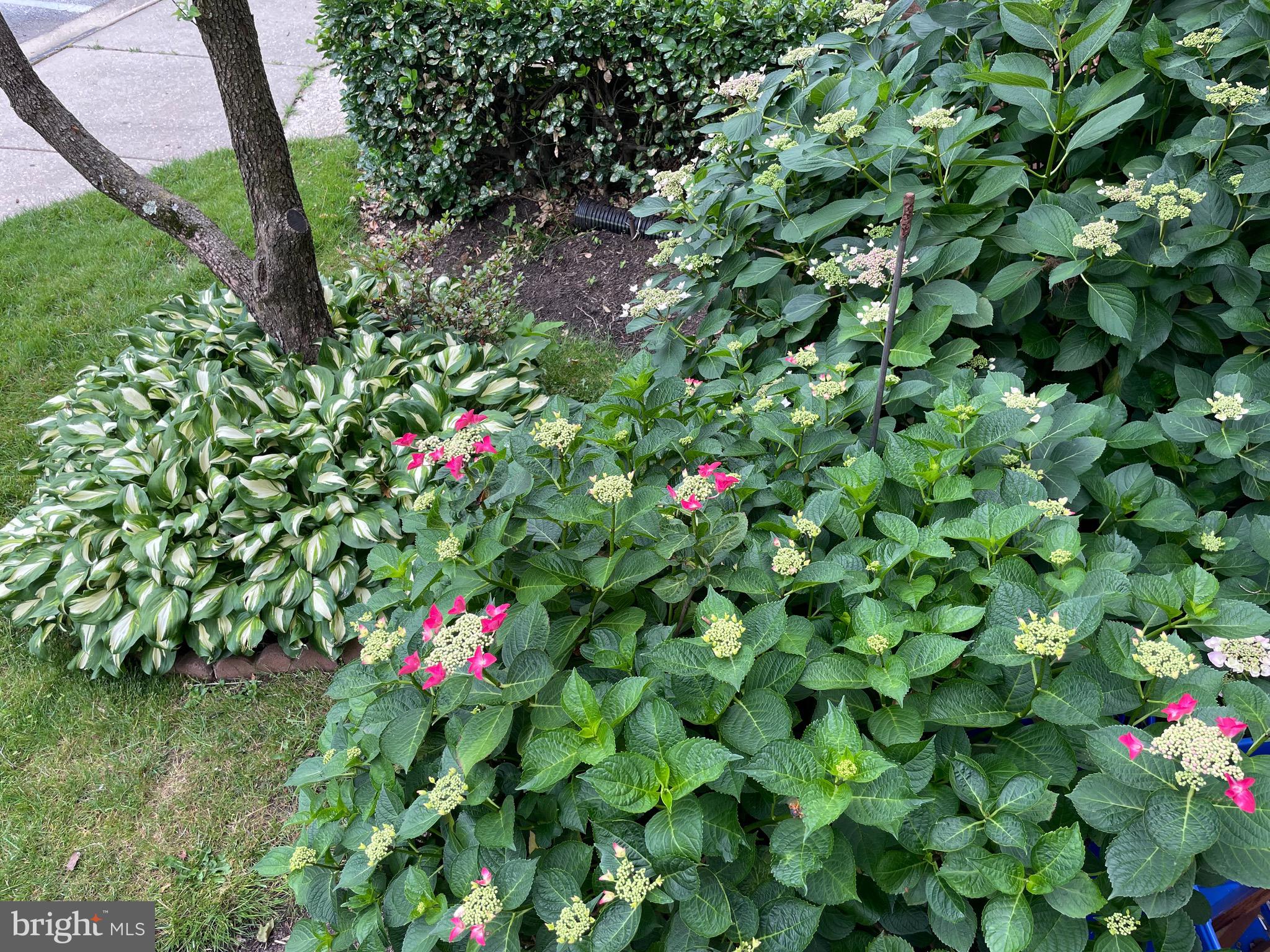 GEORGIAN COLONIES - Residential