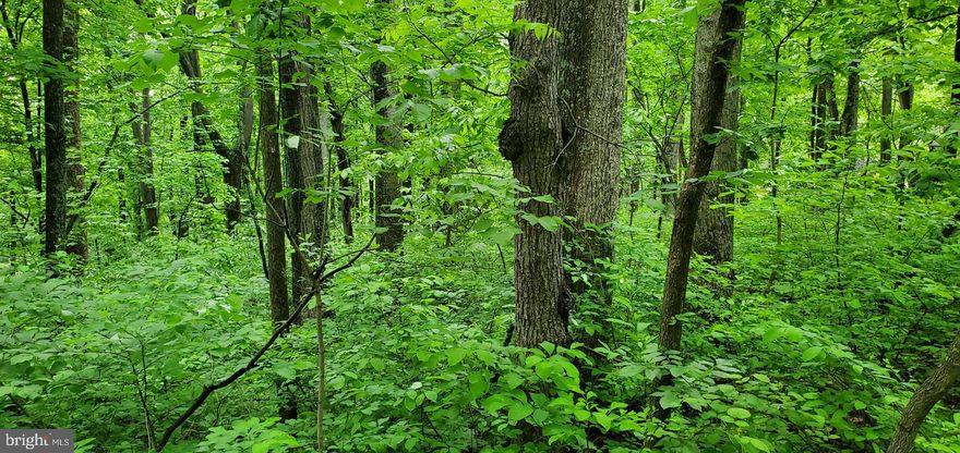 Three lots total 1.114 Wooded Acres.  Bring your house plans and build your full-time home or weekend getaway.  Enjoy Blue Mountain Lake access swimming, fishing and picnic area.  Perfect location minutes to shopping, restaurants and entertainment.  Great commuter location access to I-66 for commuters.