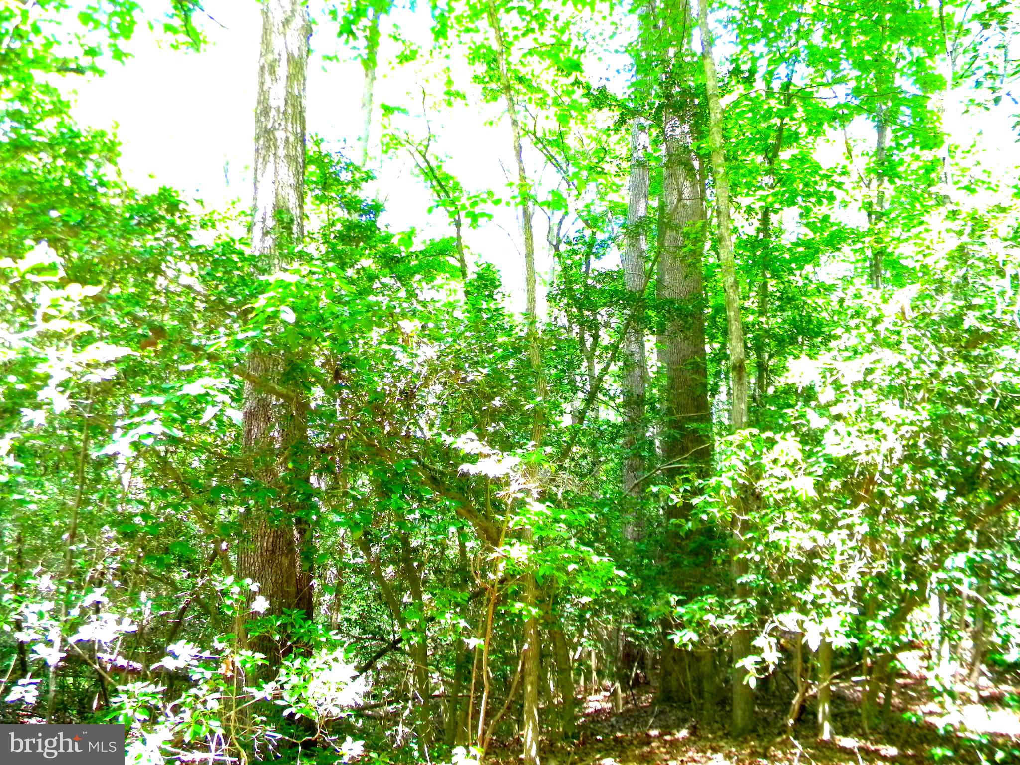 BEAVER LODGE ESTATES - Land