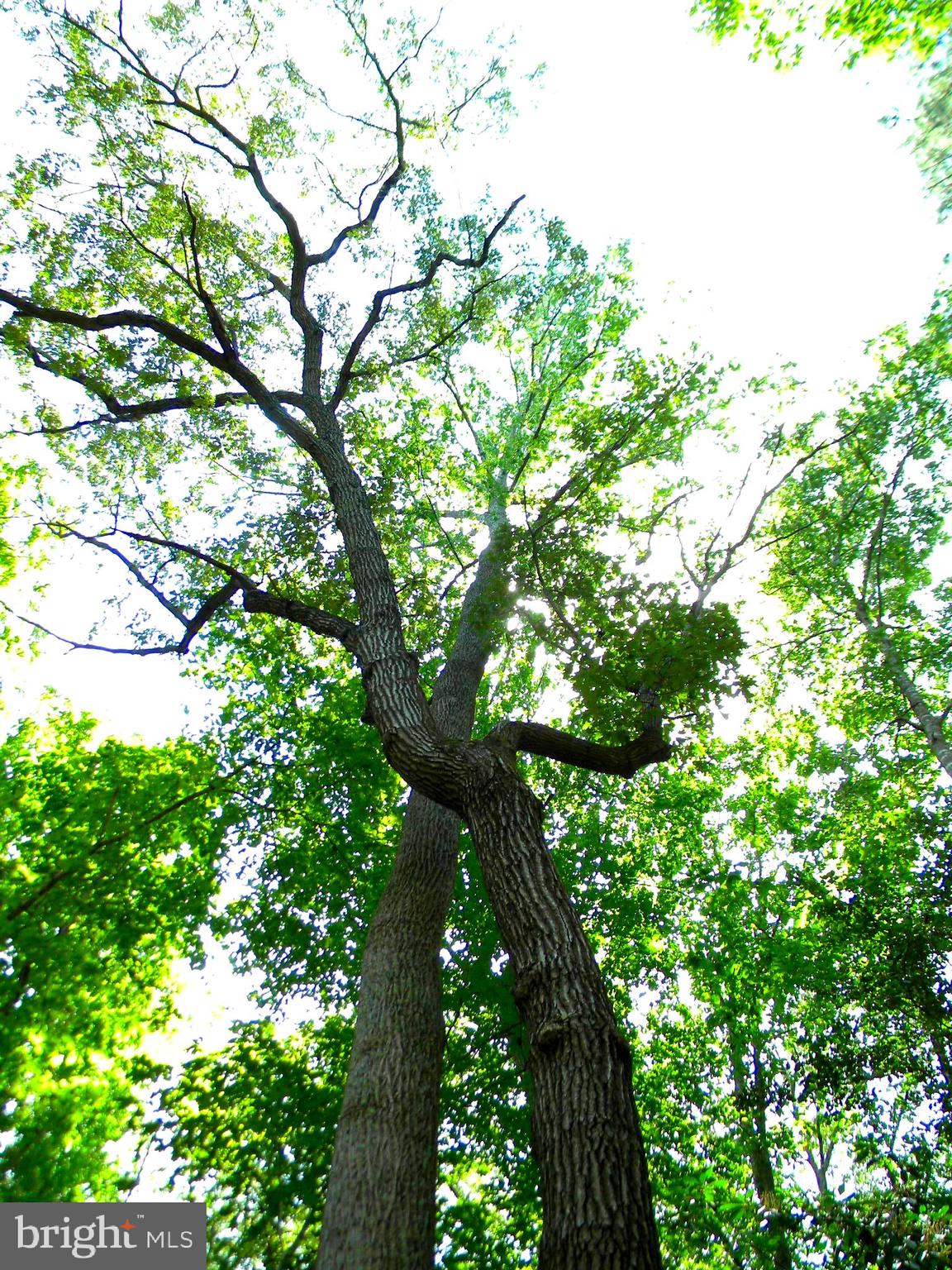 BEAVER LODGE ESTATES - Land