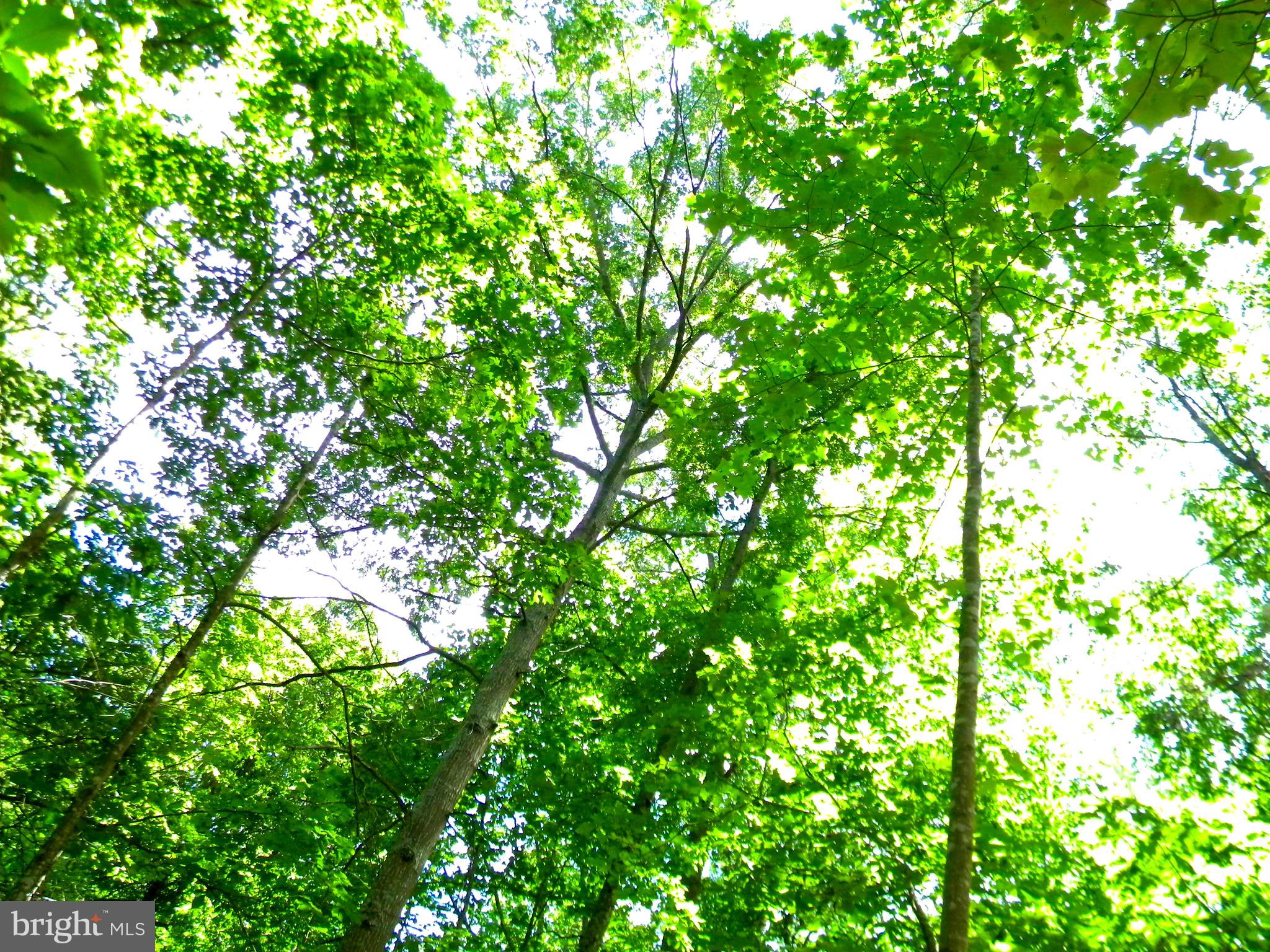 BEAVER LODGE ESTATES - Land