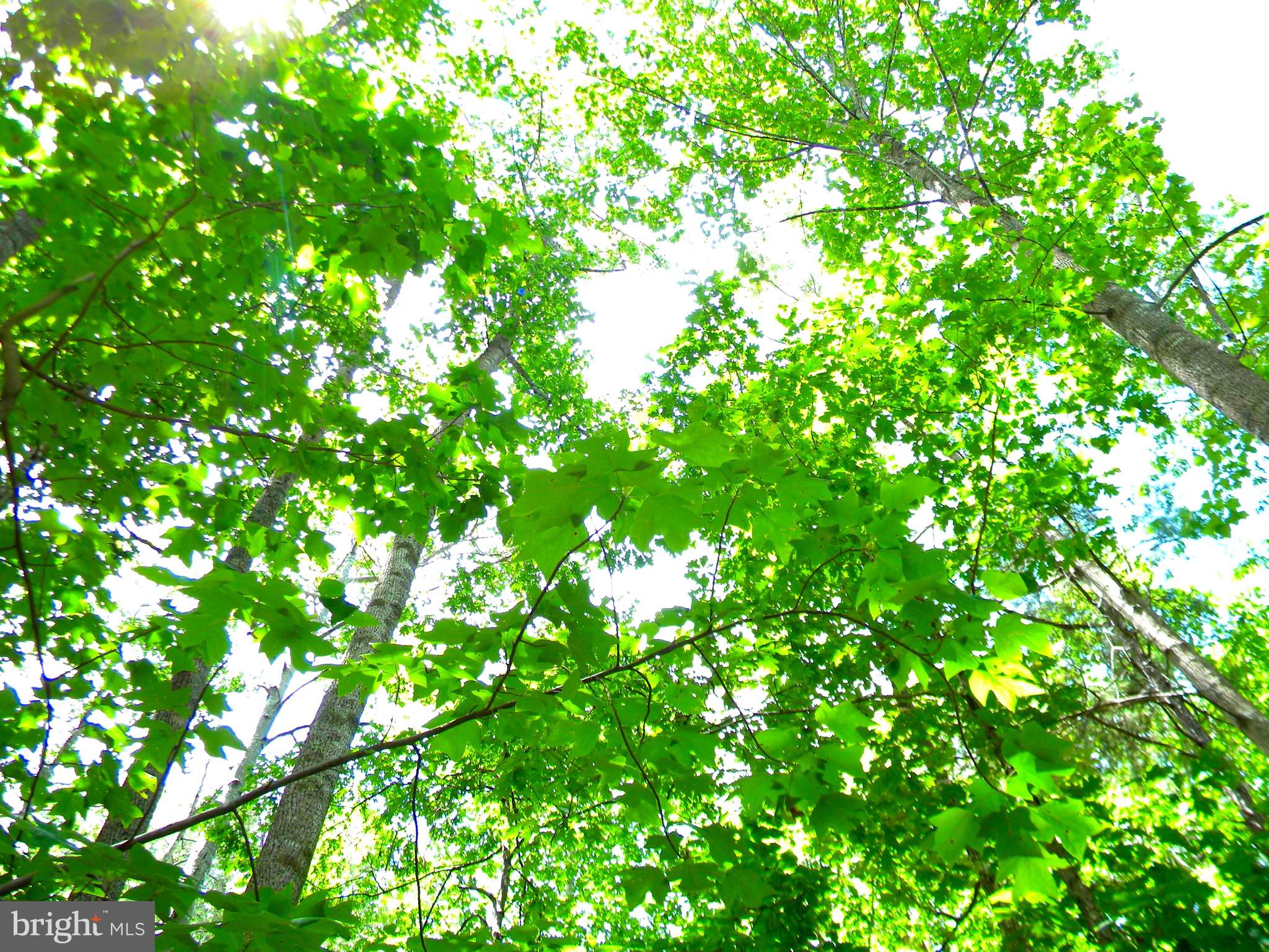 BEAVER LODGE ESTATES - Land