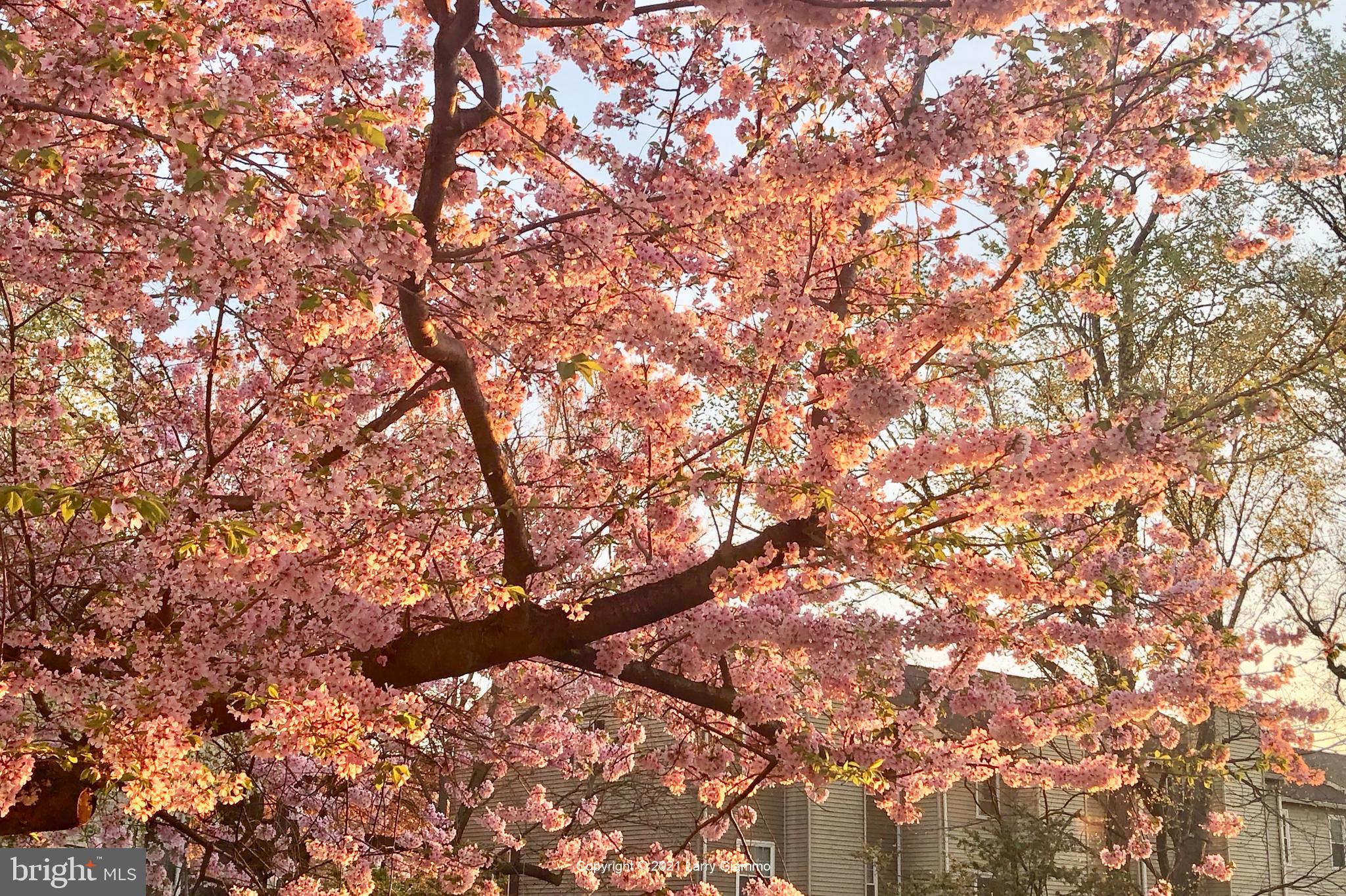 FOREST ESTATES - Residential