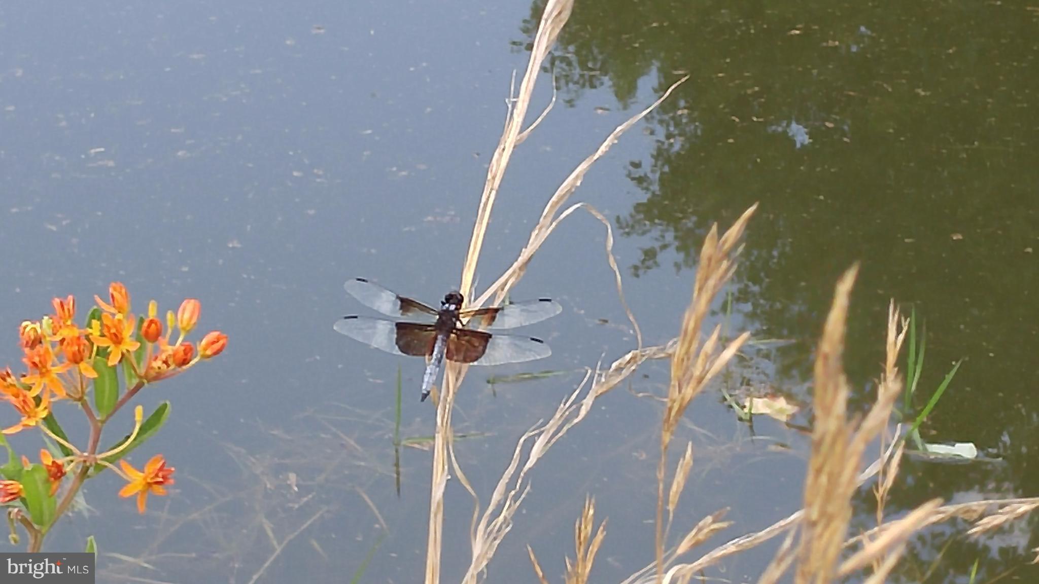 NONE AVAILABLE - Land