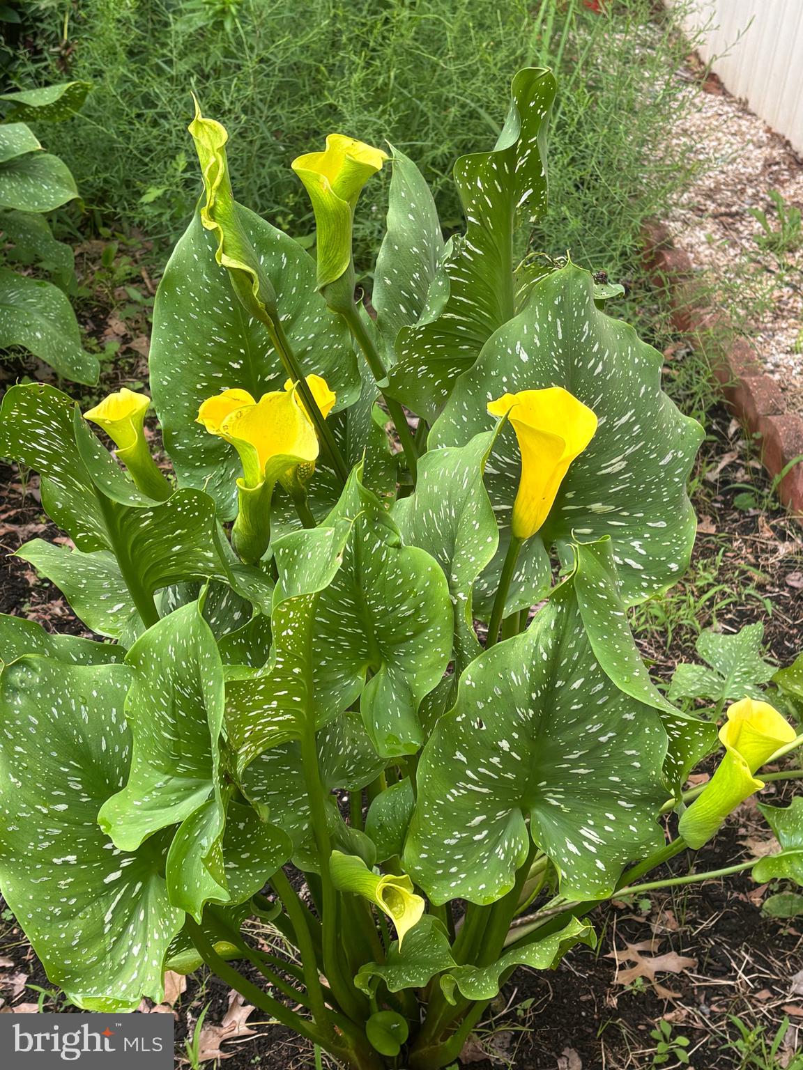 OWINGS BEACH - Residential